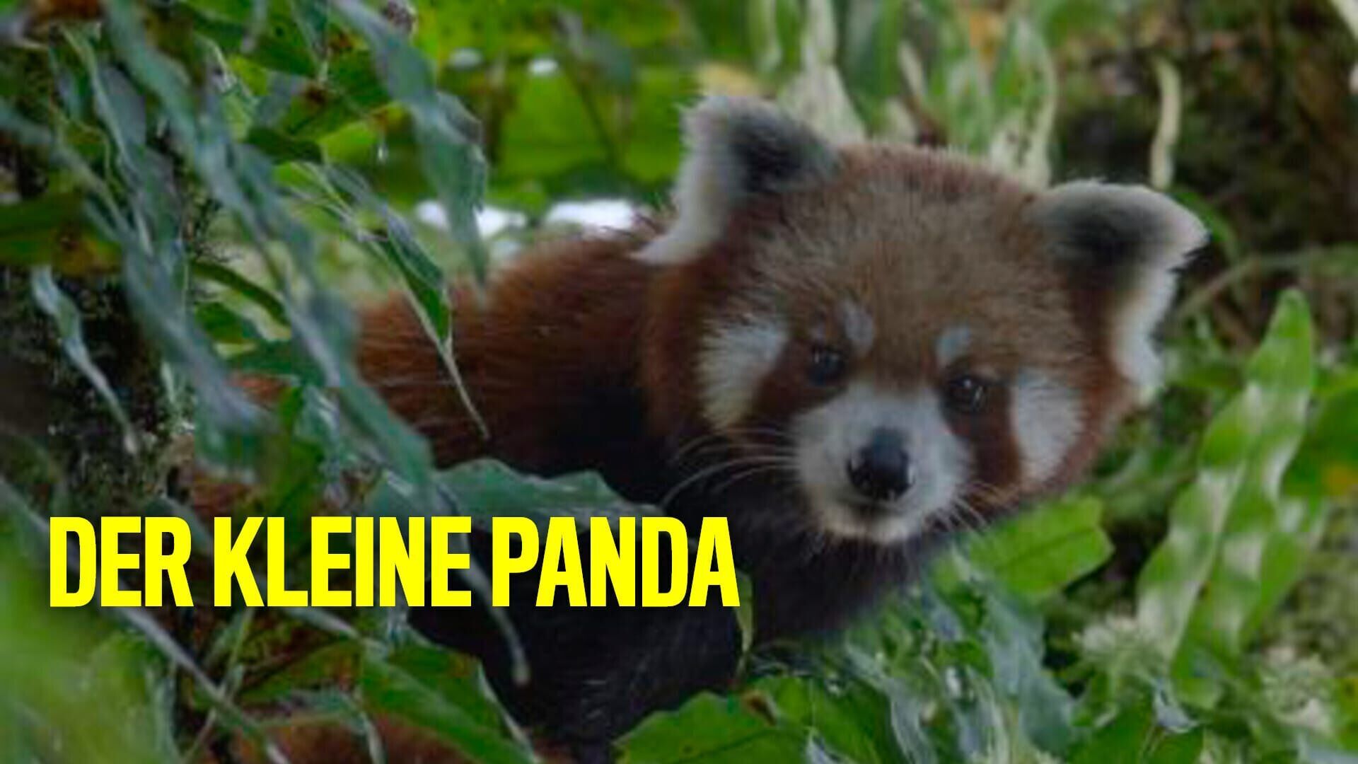 Der Kleine Panda