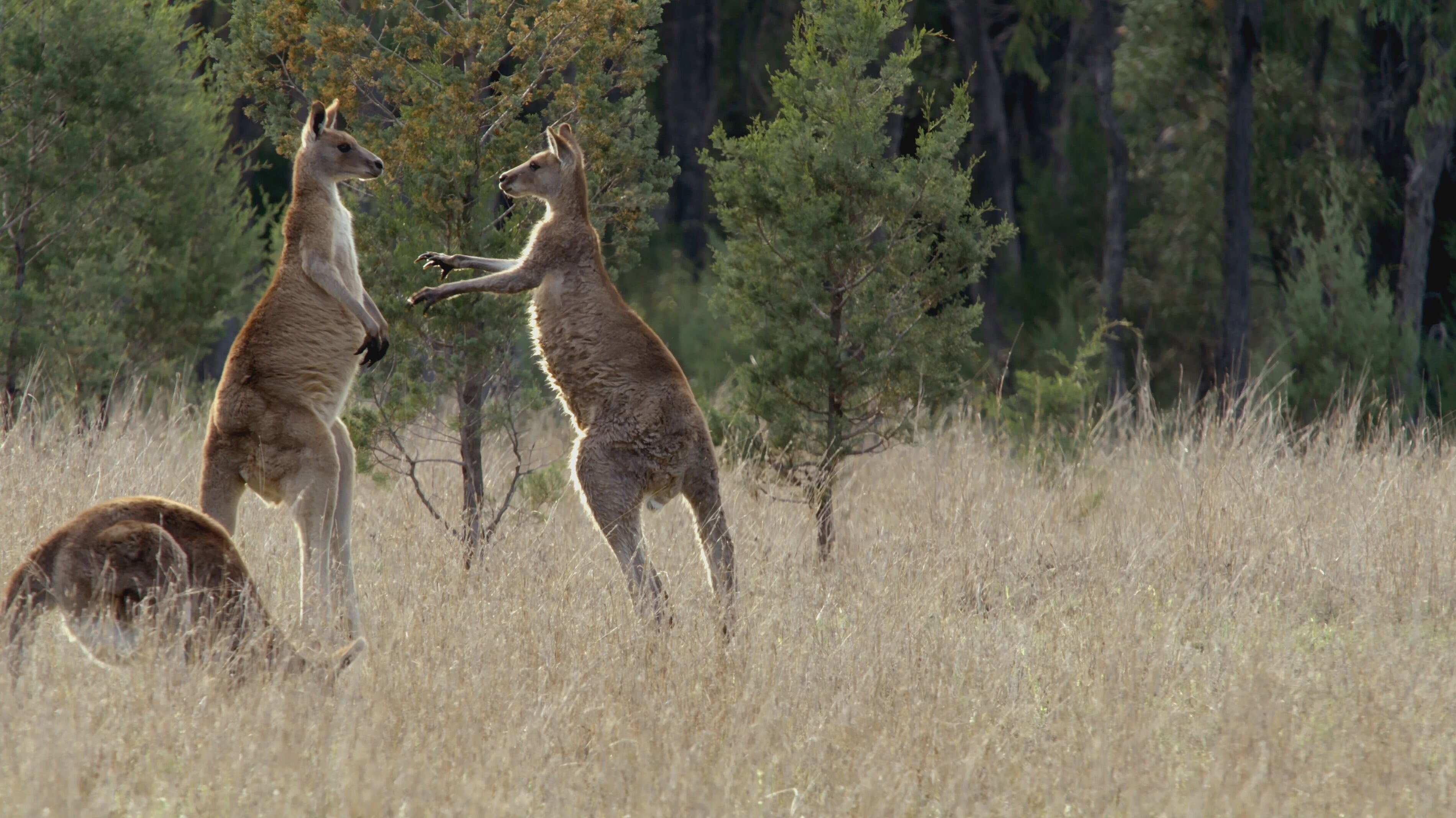 Die Odyssee der Tiere