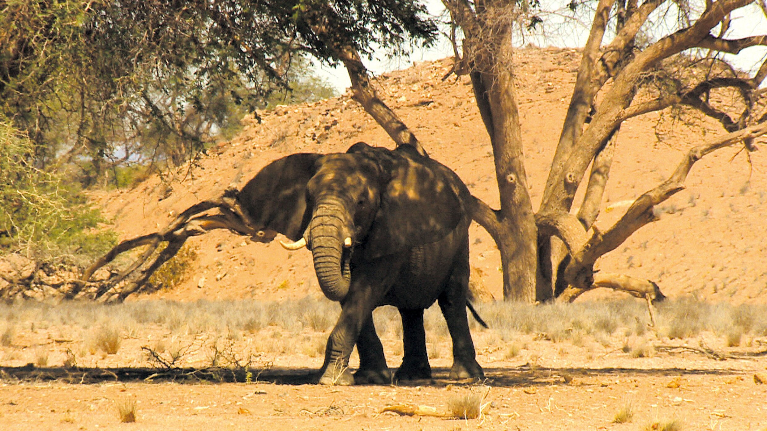 Das Waisenhaus für wilde Tiere – Abenteuer Afrika