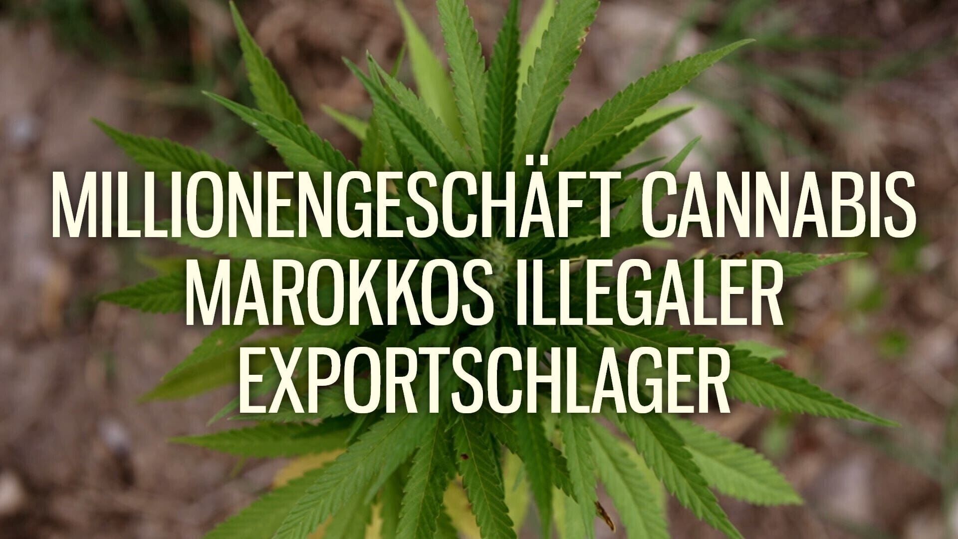 Millionengeschäft Cannabis Marokkos illegaler Exportschlager