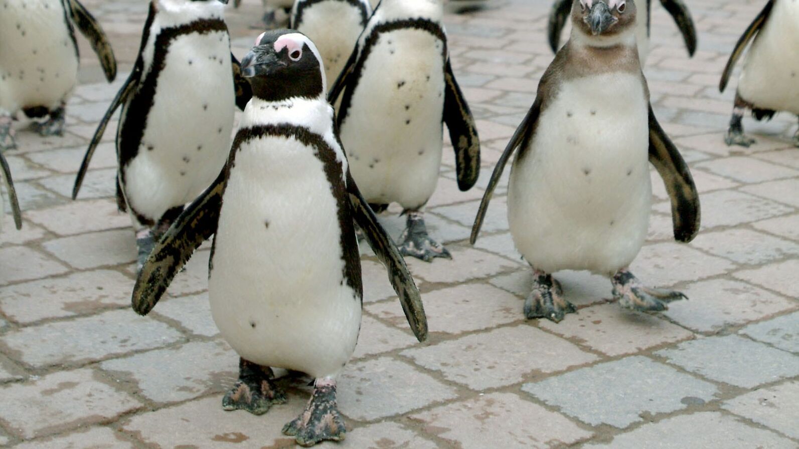 Pinguin, Löwe & Co.