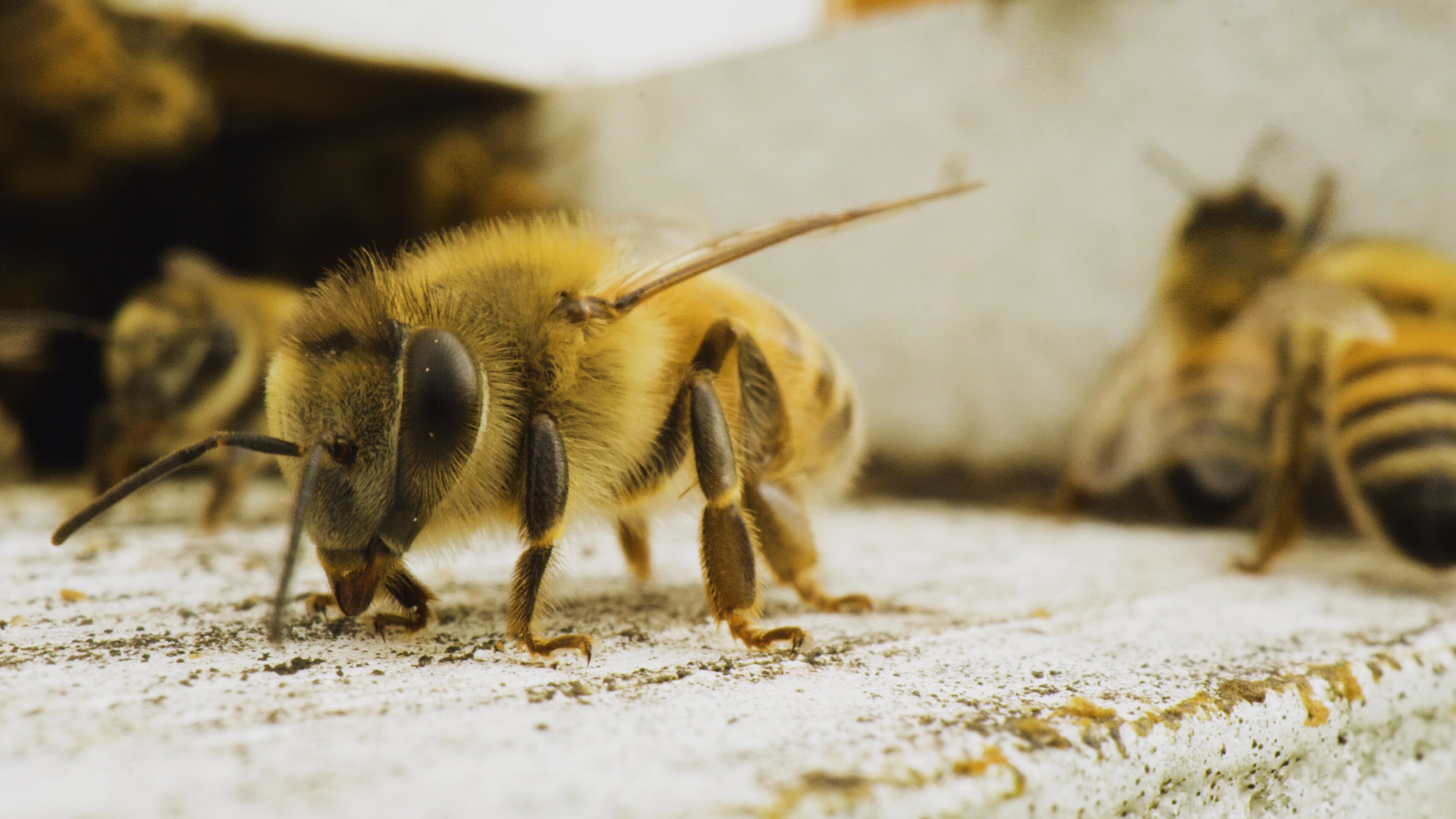 König der Bienen