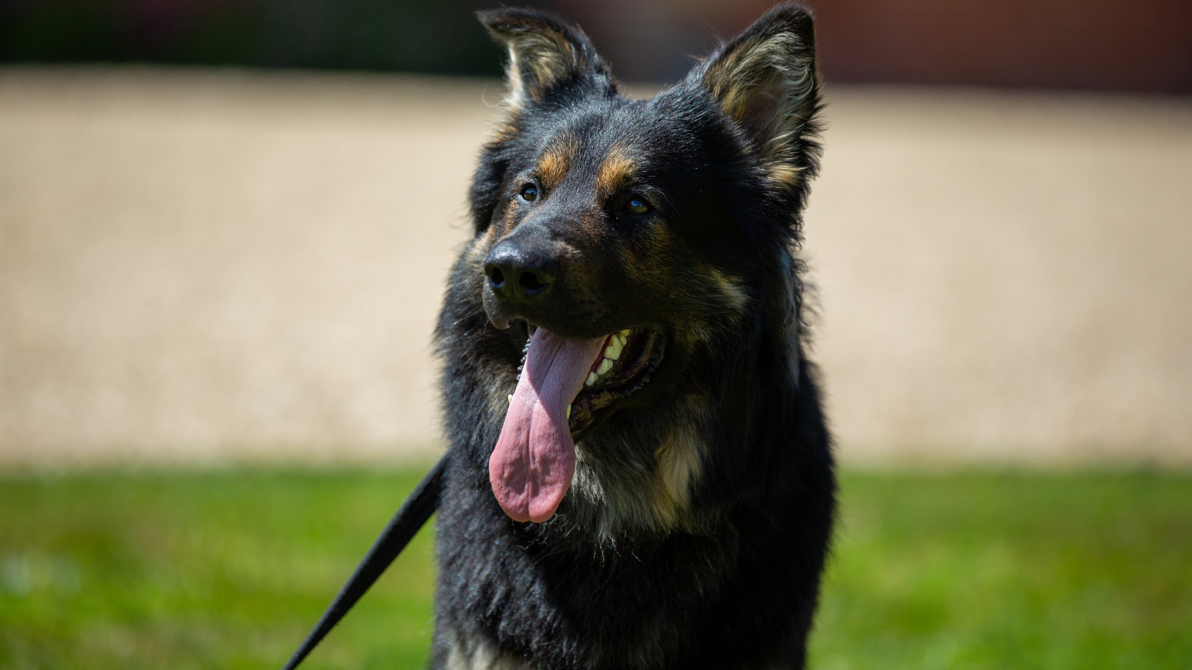 Unsere Hundeschule