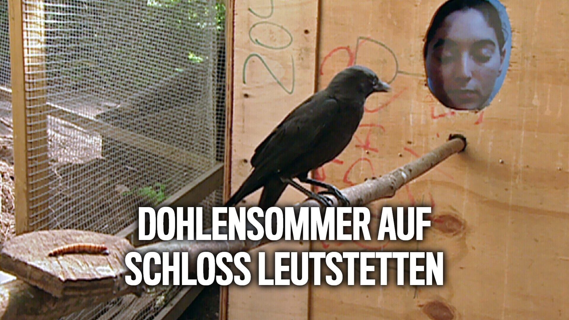 Dohlensommer auf Schloss Leutstetten
