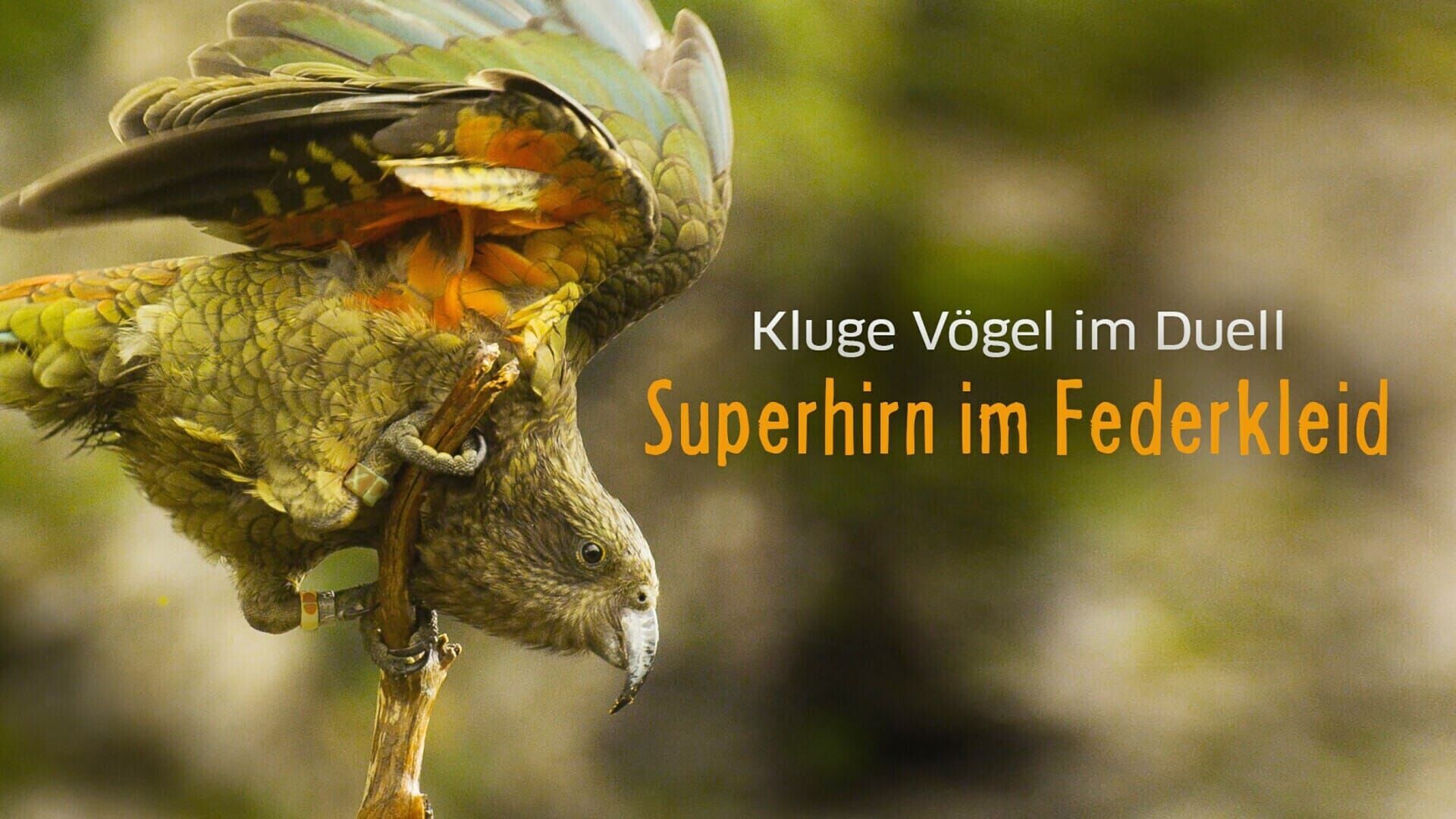 Superhirn im Federkleid – Kluge Vögel im Duell