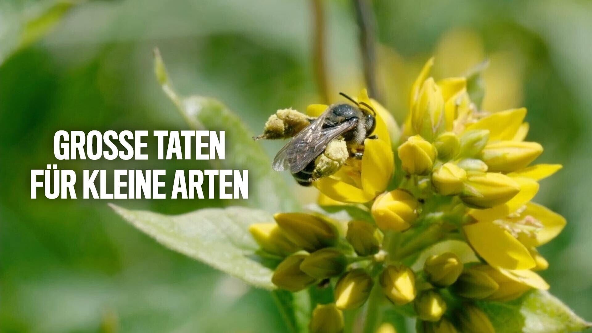 Große Taten für kleine Arten