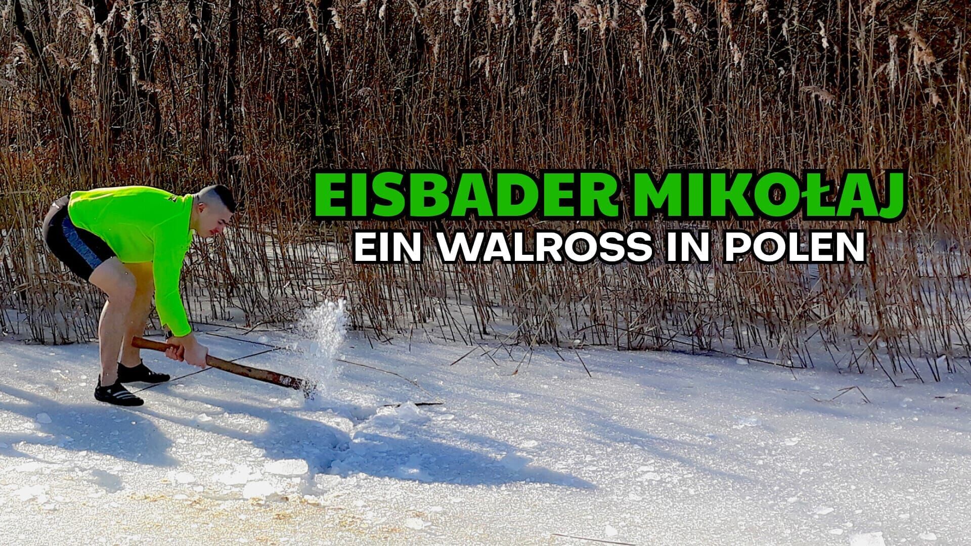 Eisbader Mikolaj – Ein Walross in Polen