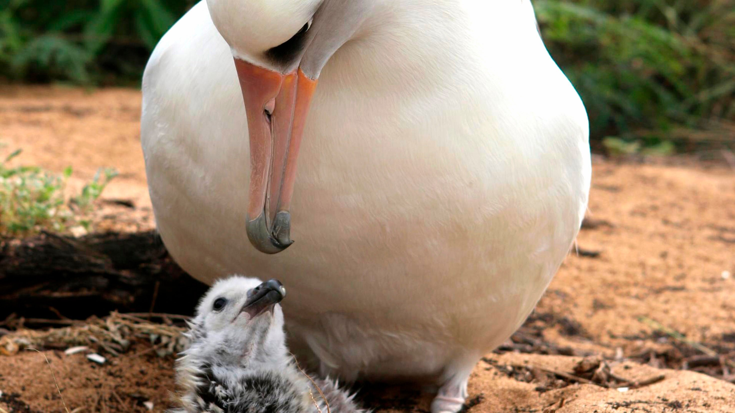 Tierische Superbauten