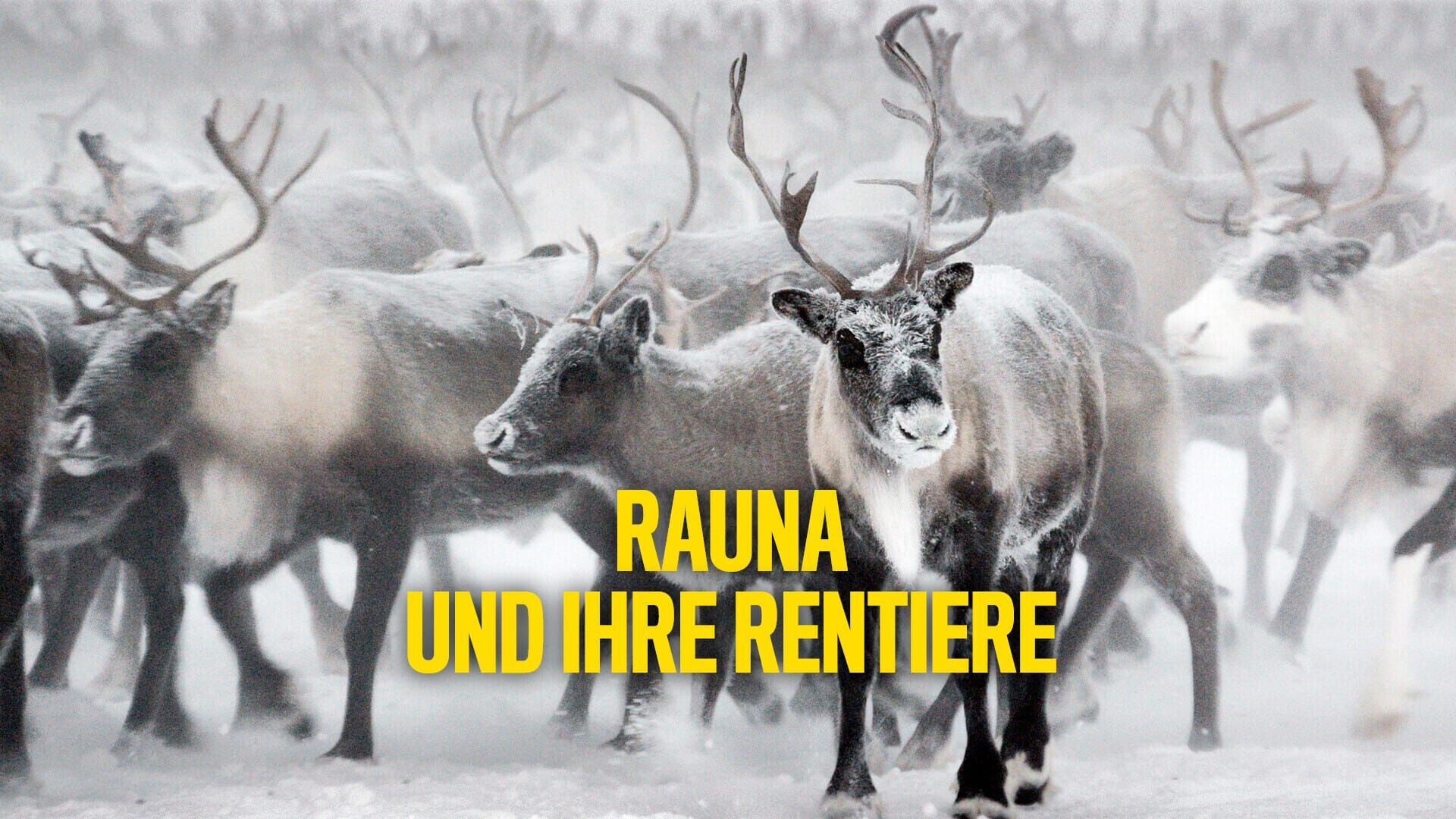 Rauna und ihre Rentiere