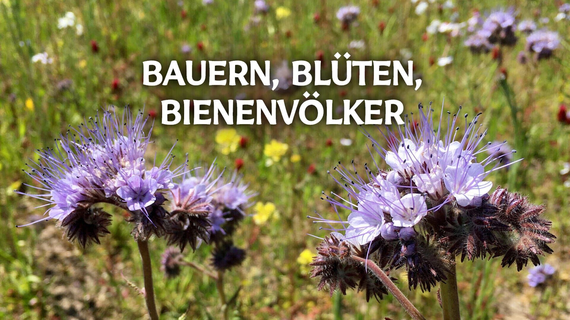 Bauern, Blüten, Bienenvölker