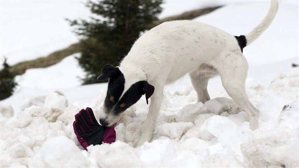 Tiere bis unters Dach