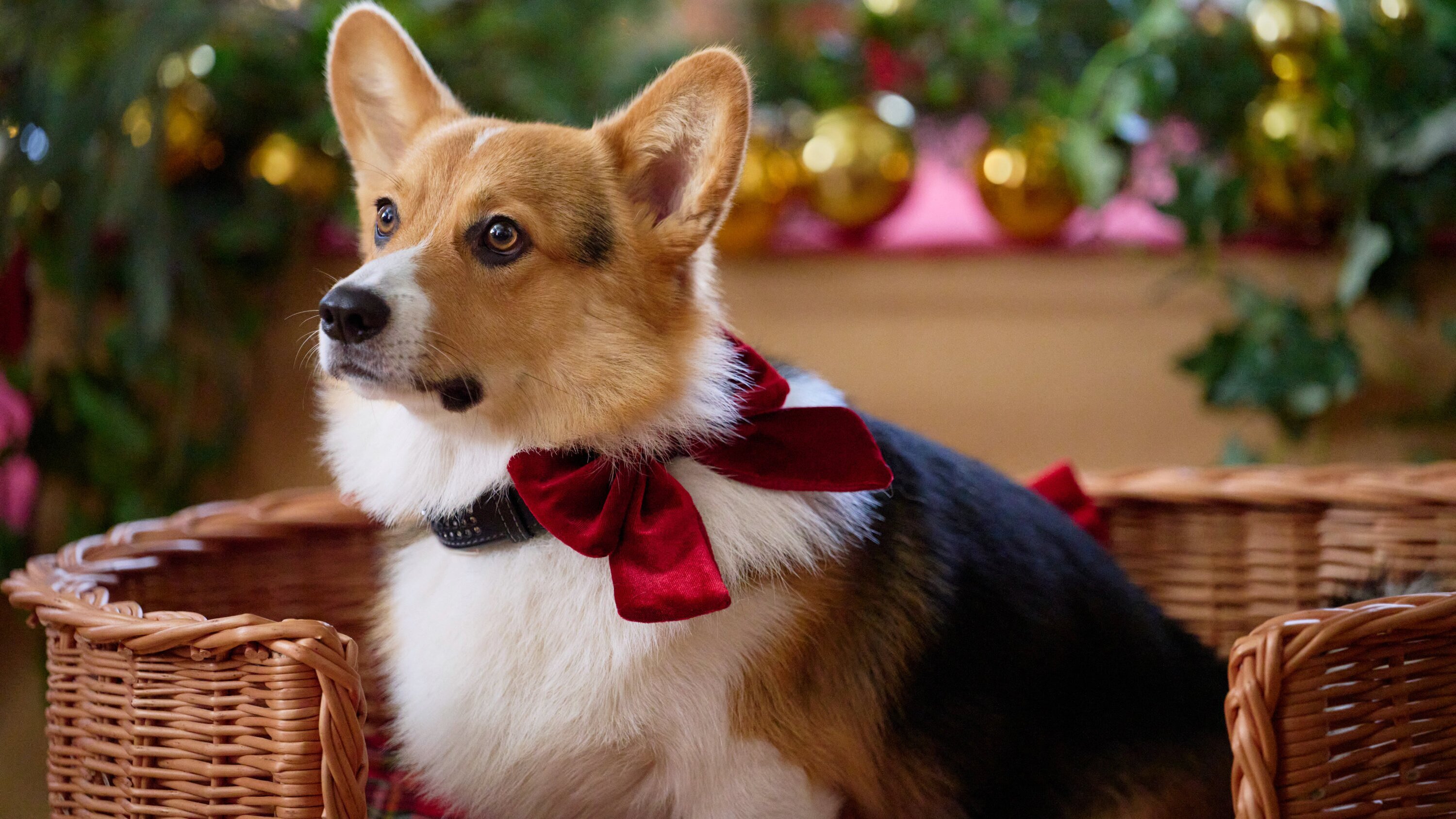 A Royal Corgi Christmas – Weihnachten wird königlich