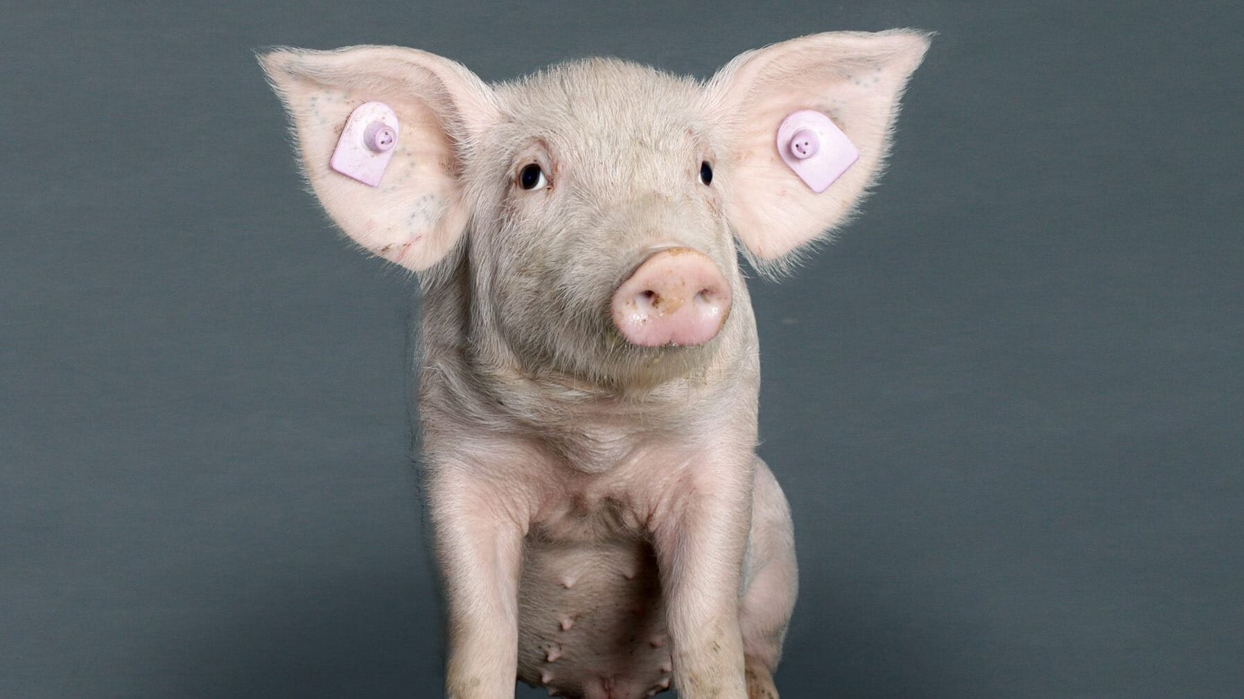 Animalisch: Das Tier und wir