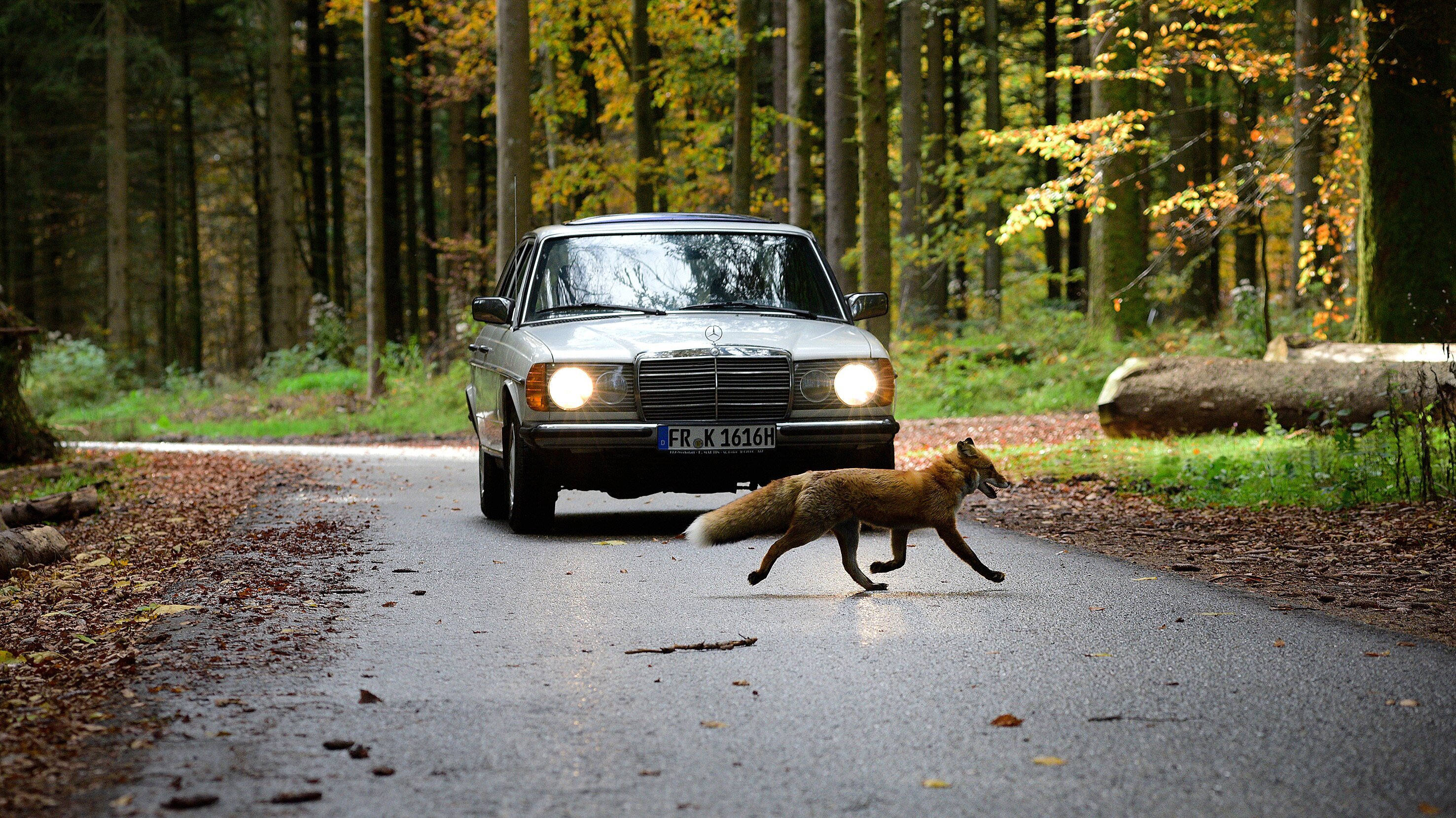 Tiere bis unters Dach