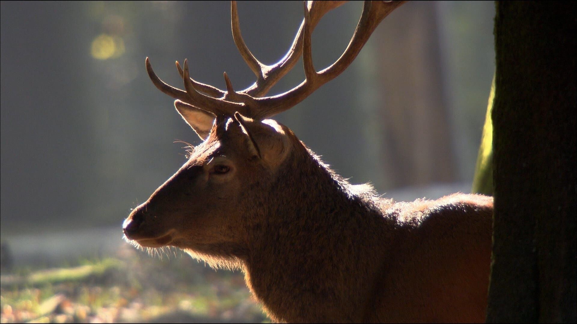 Der Harz – Wildnis im Herzen Europas