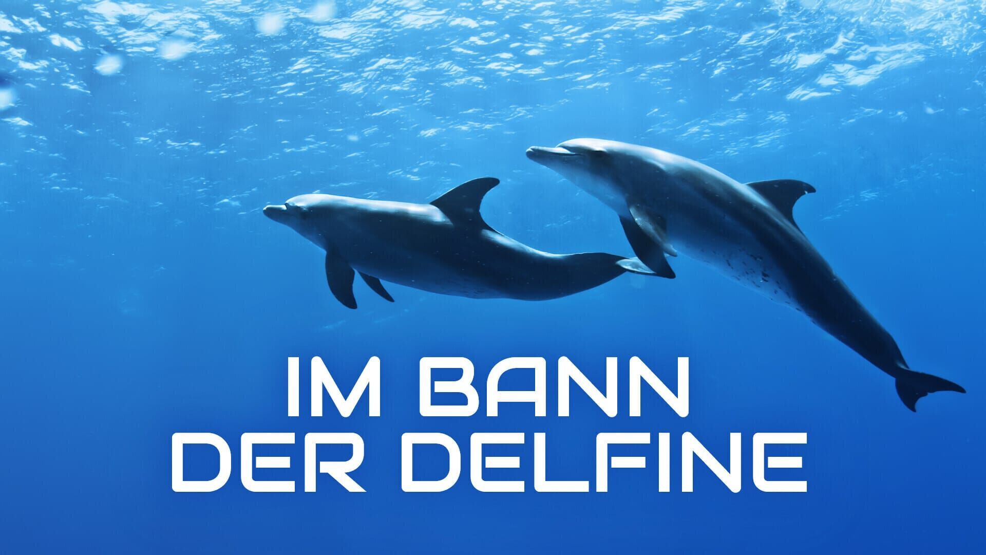 Im Bann der Delfine