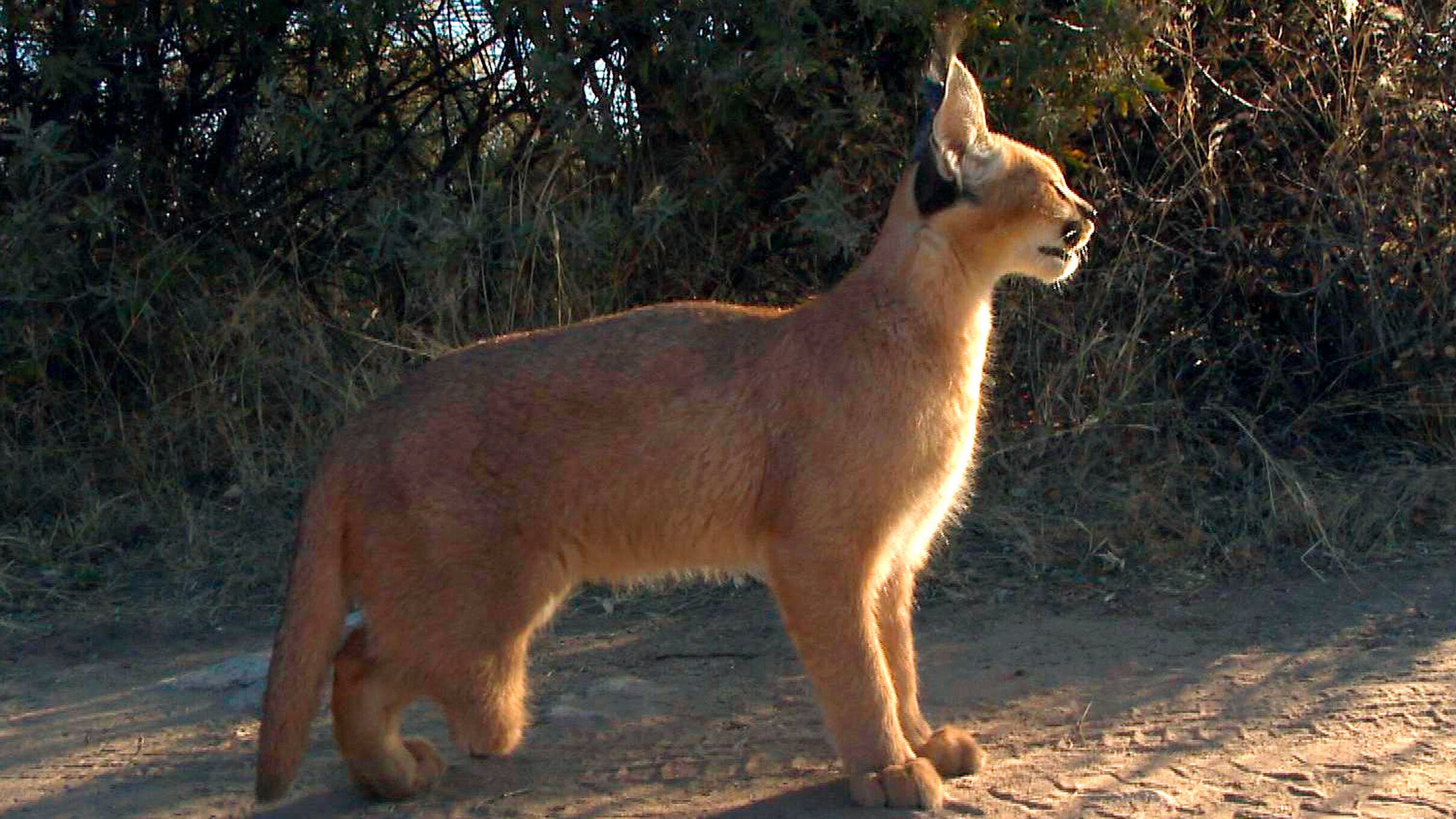 Das Waisenhaus für wilde Tiere