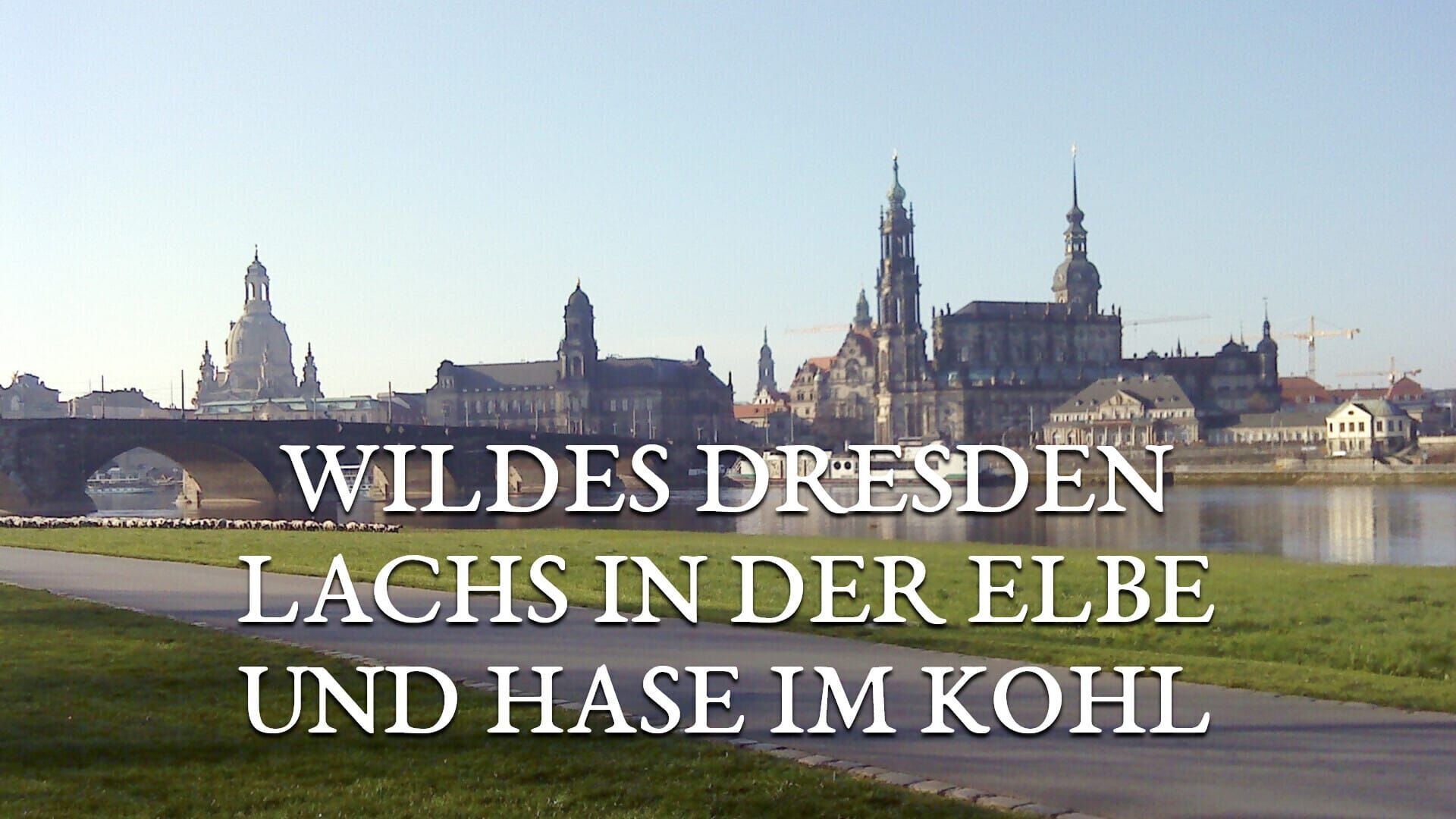 Lachs in der Elbe und Hase im Kohl