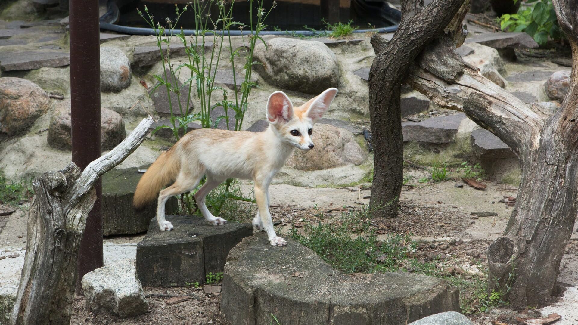 Löwenzähnchen – Eine Schnüffelnase auf Entdeckungstour