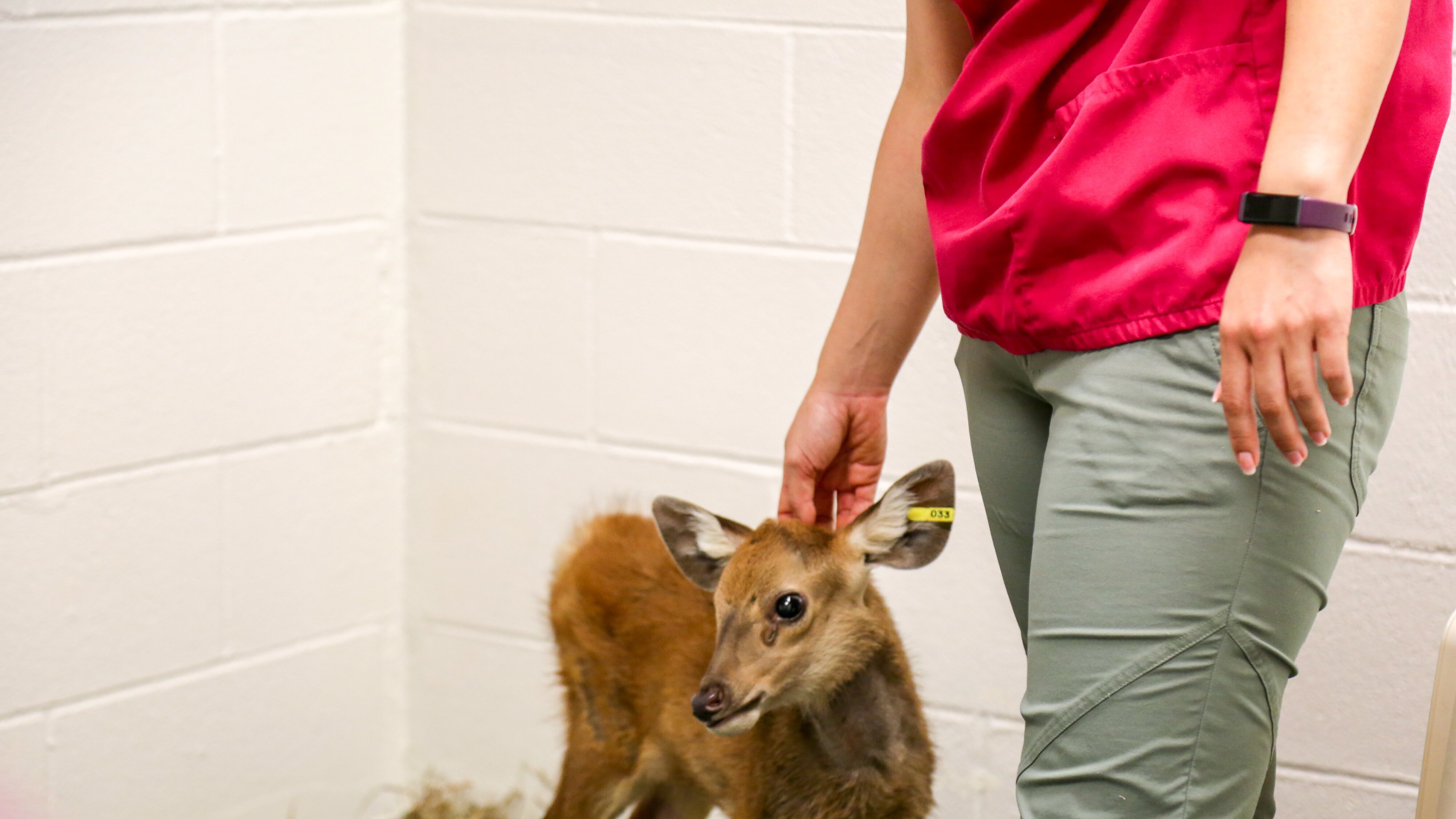 Bronx Zoo – Tierpark der Superlative