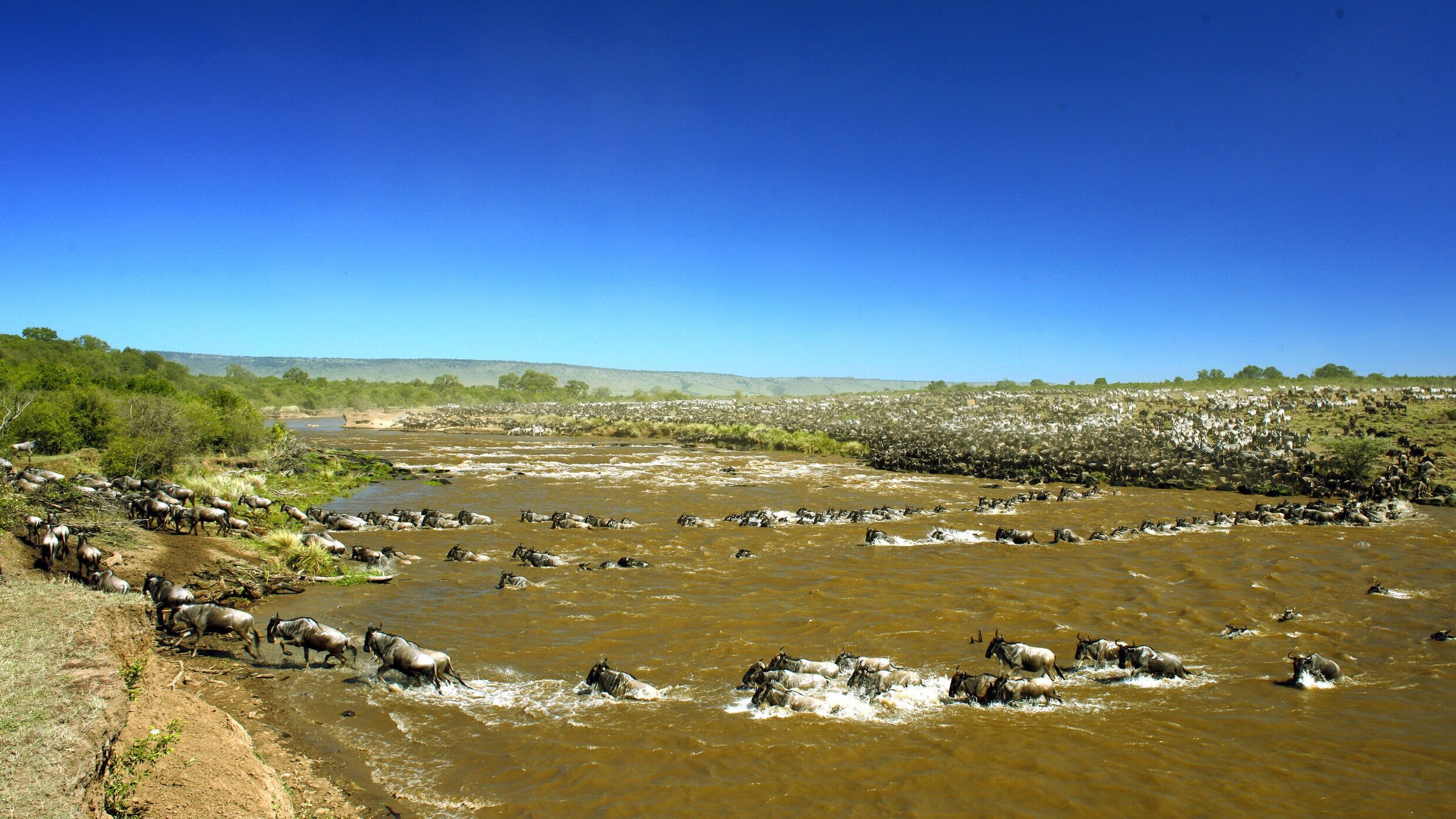 Serengeti – 2. Wettlauf ums Leben