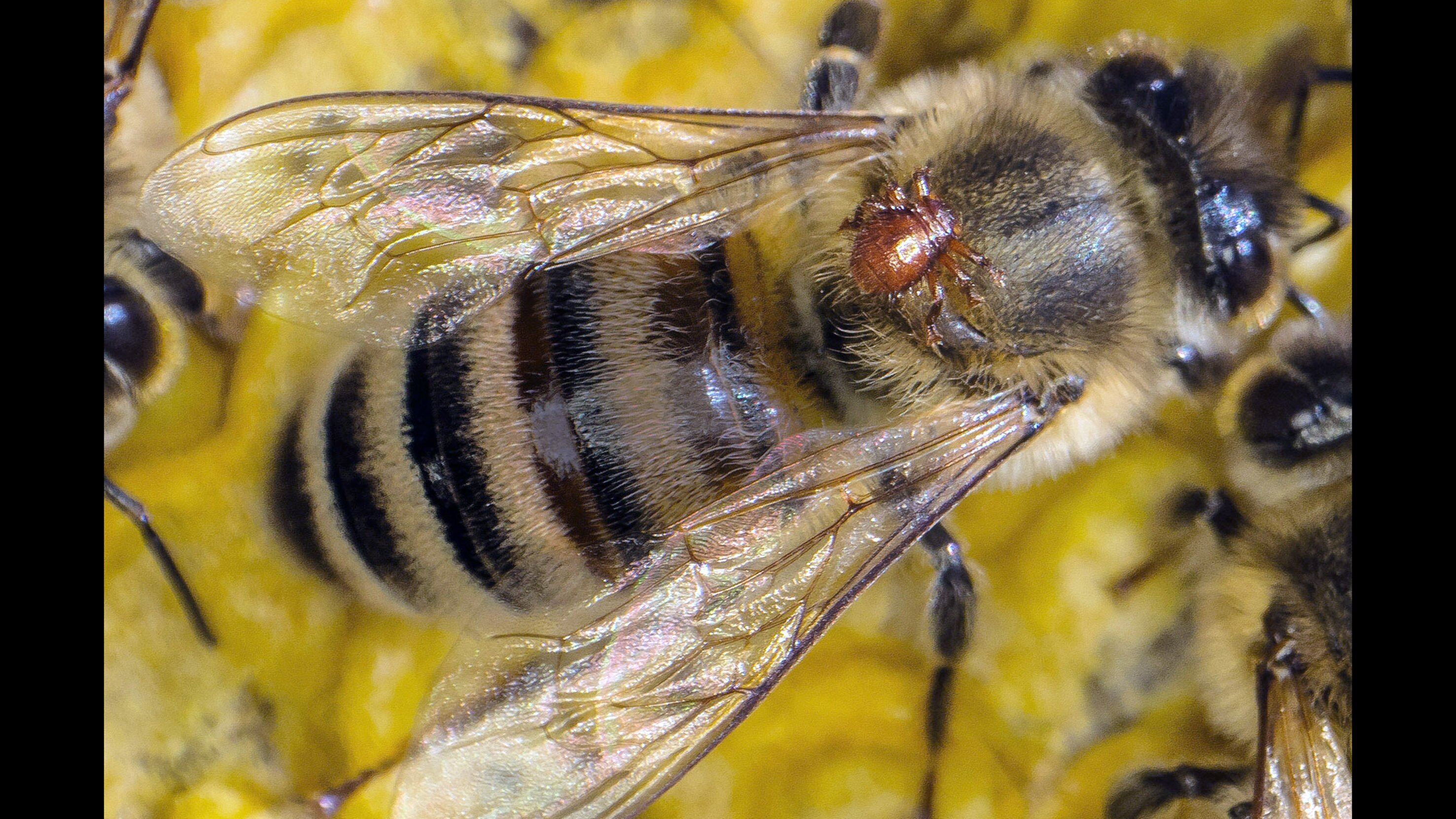 Im Wald der wilden Bienen