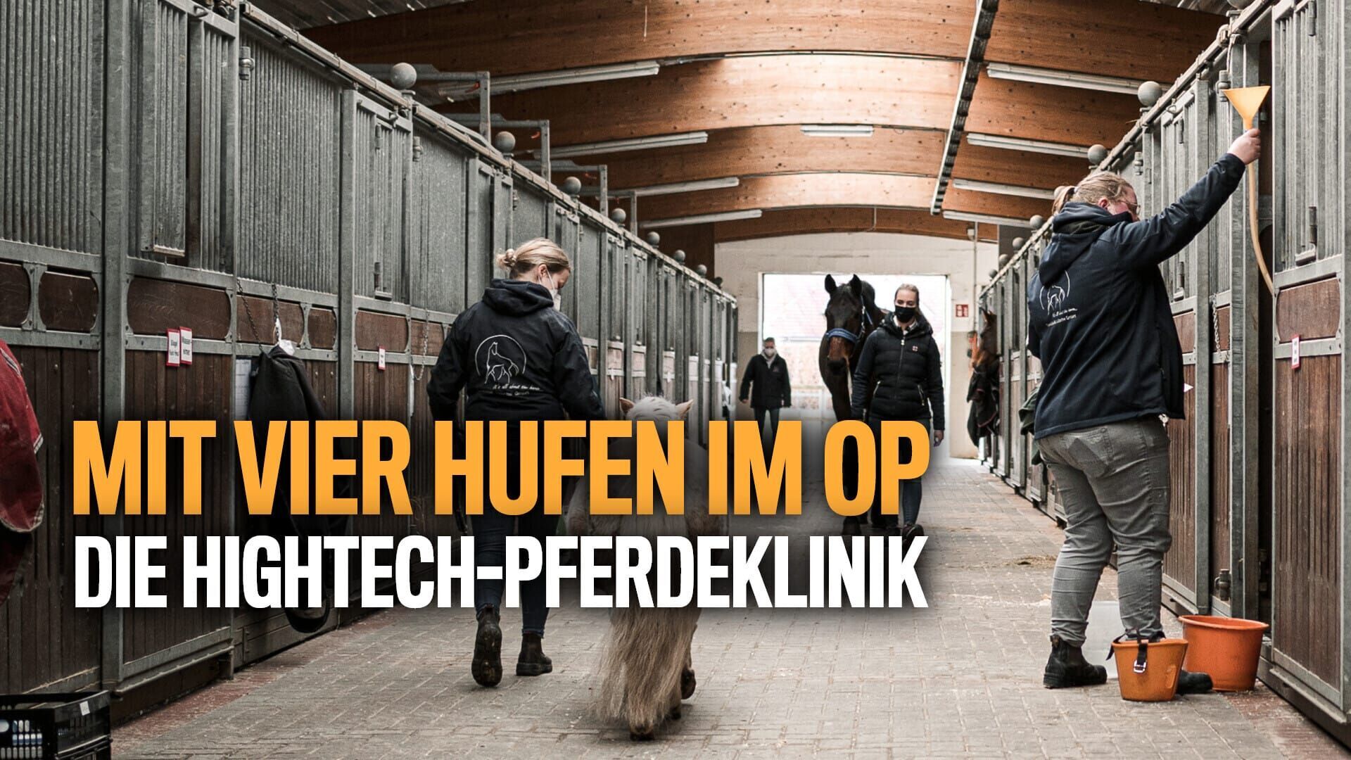 Mit vier Hufen im OP