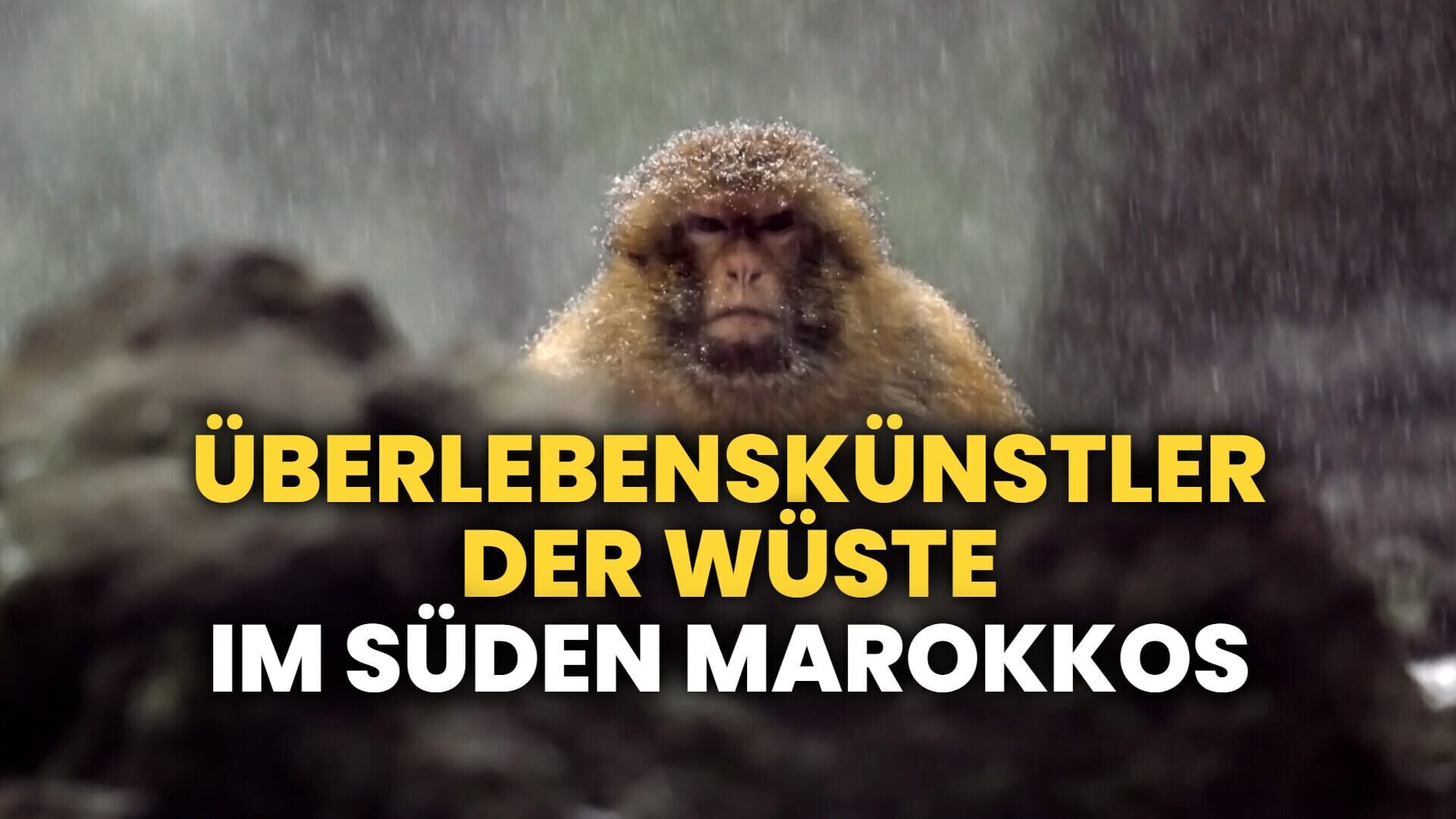 Überlebenskünstler der Wüste – Im Süden Marokkos