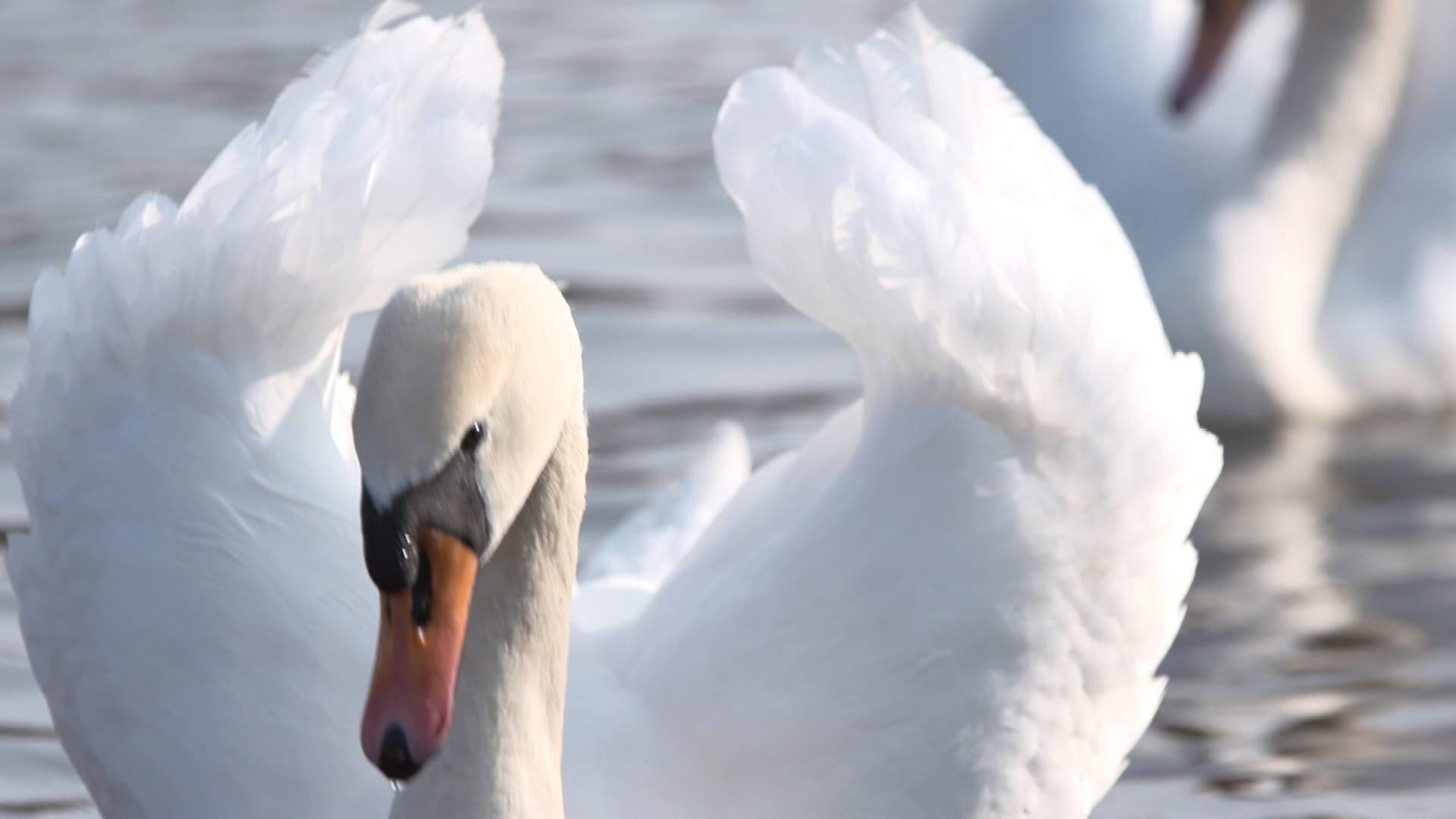 Hamburg, die Stadt der Schwäne