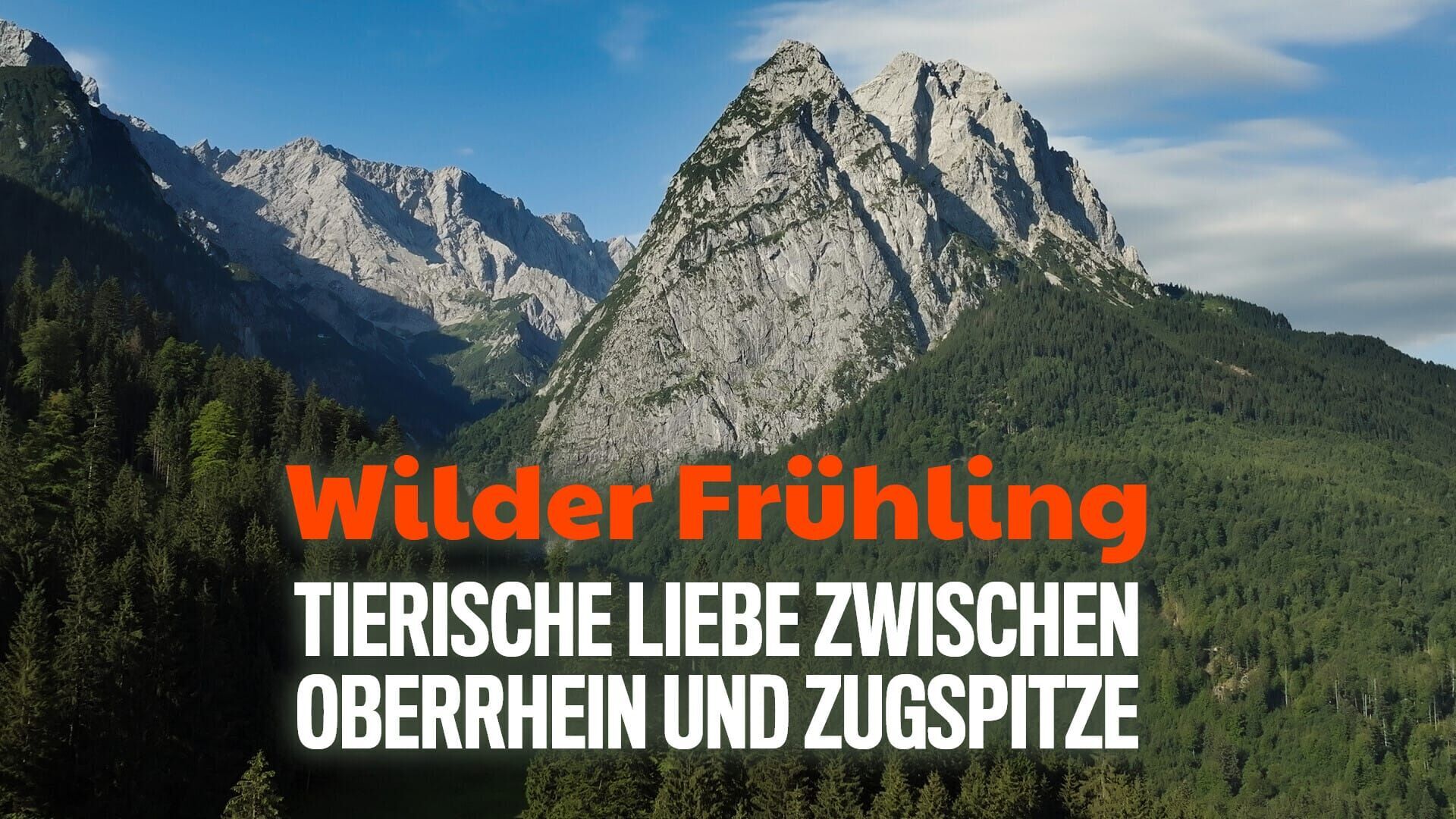 Wilder Frühling – Tierische Liebe zwischen Oberrhein und Zugspitze