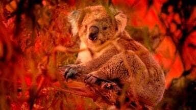 Koala, Wombat & Co.