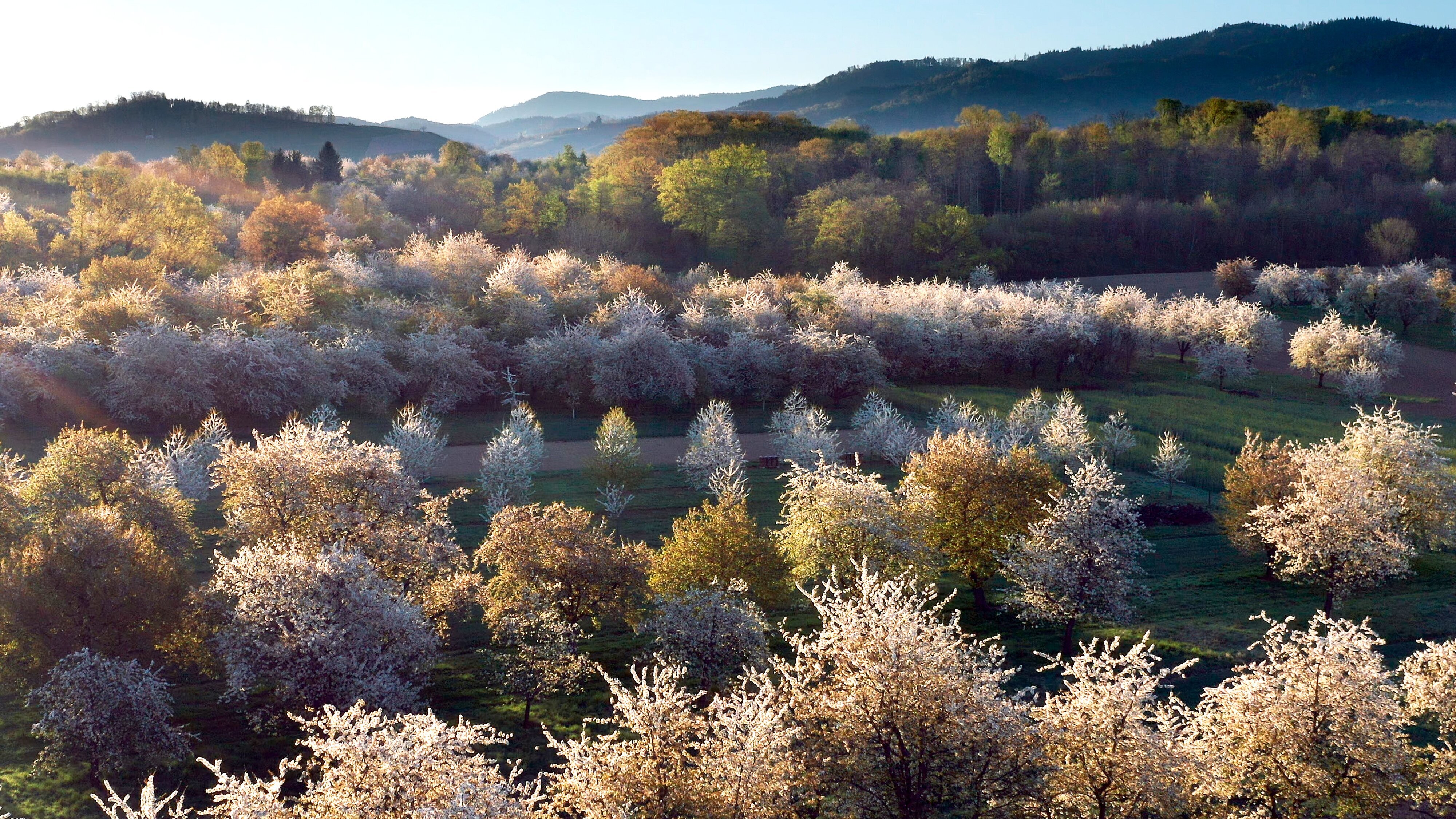 Wilder Frühling