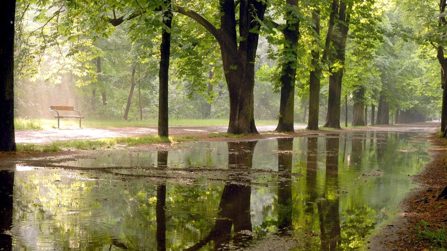 Das grüne Wunder – Unser Wald