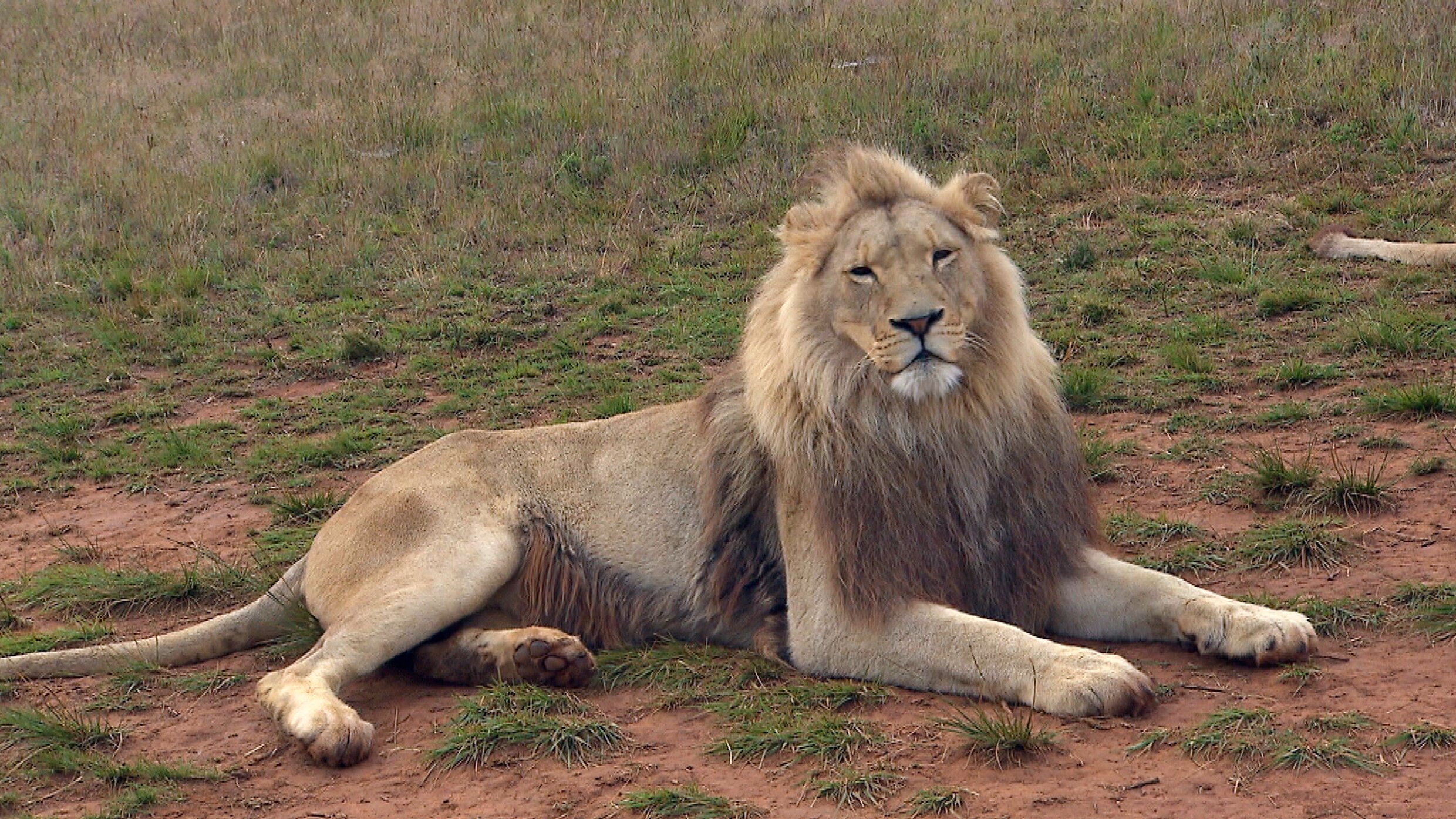 Am Kap der wilden Tiere