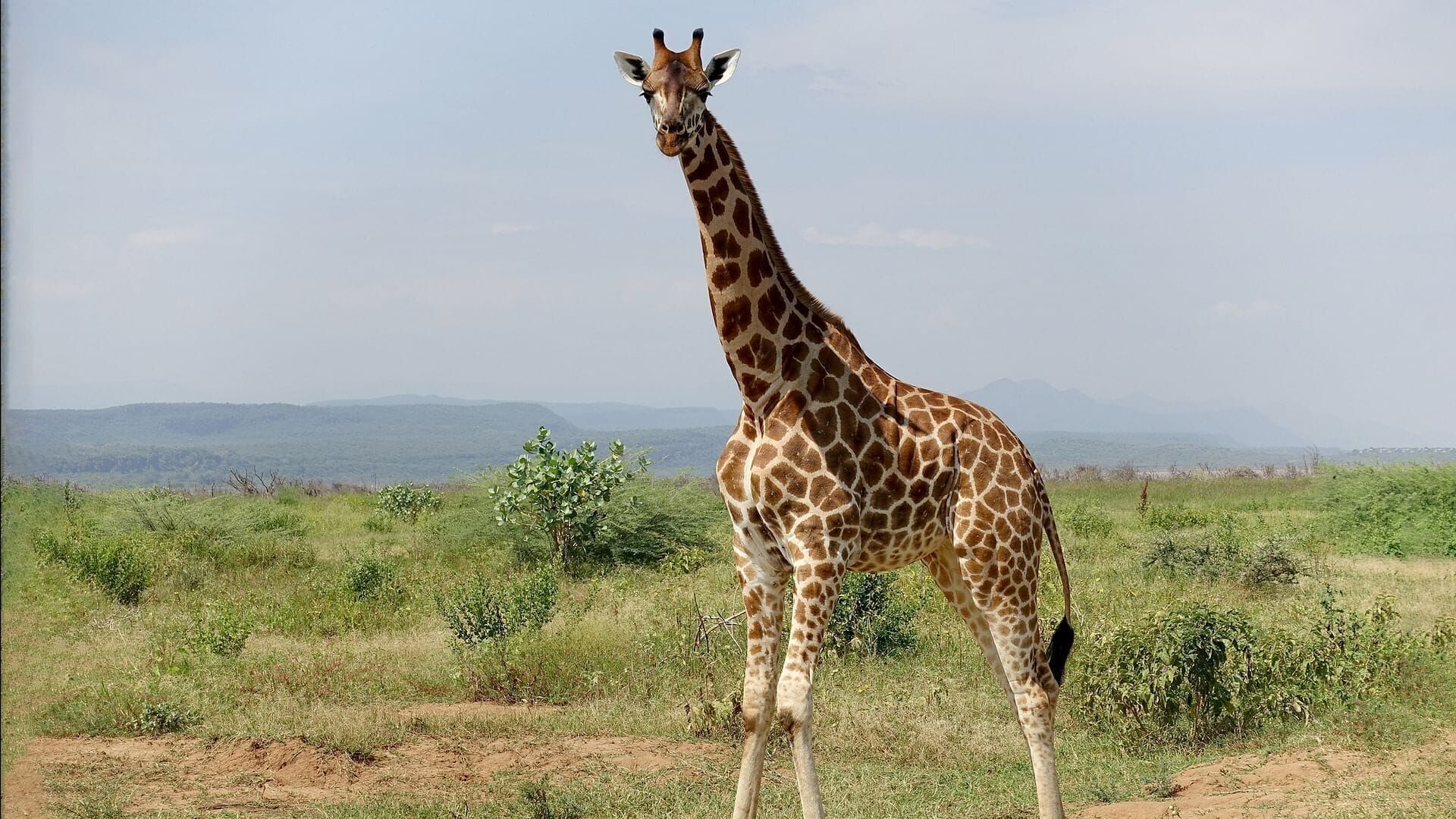 Kenia: Giraffen als Botschafter des Friedens