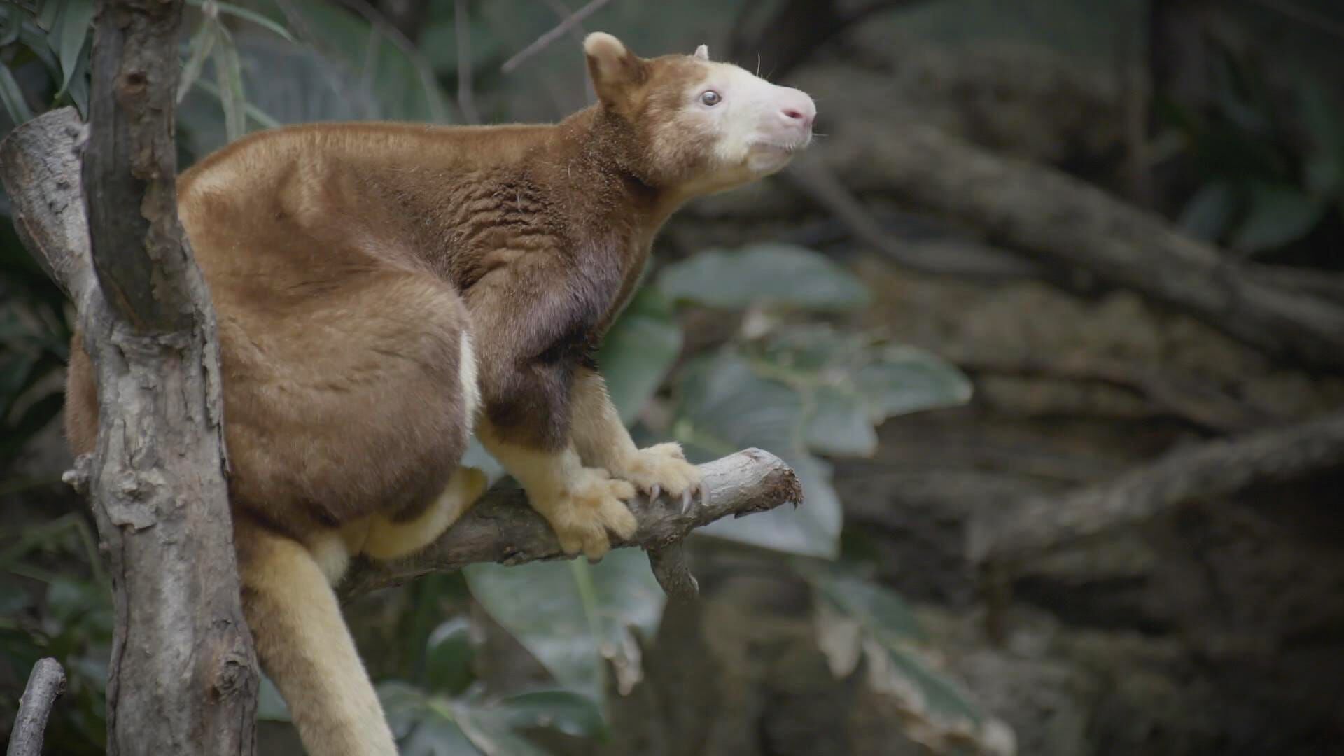 Bronx Zoo – Tierpark der Superlative