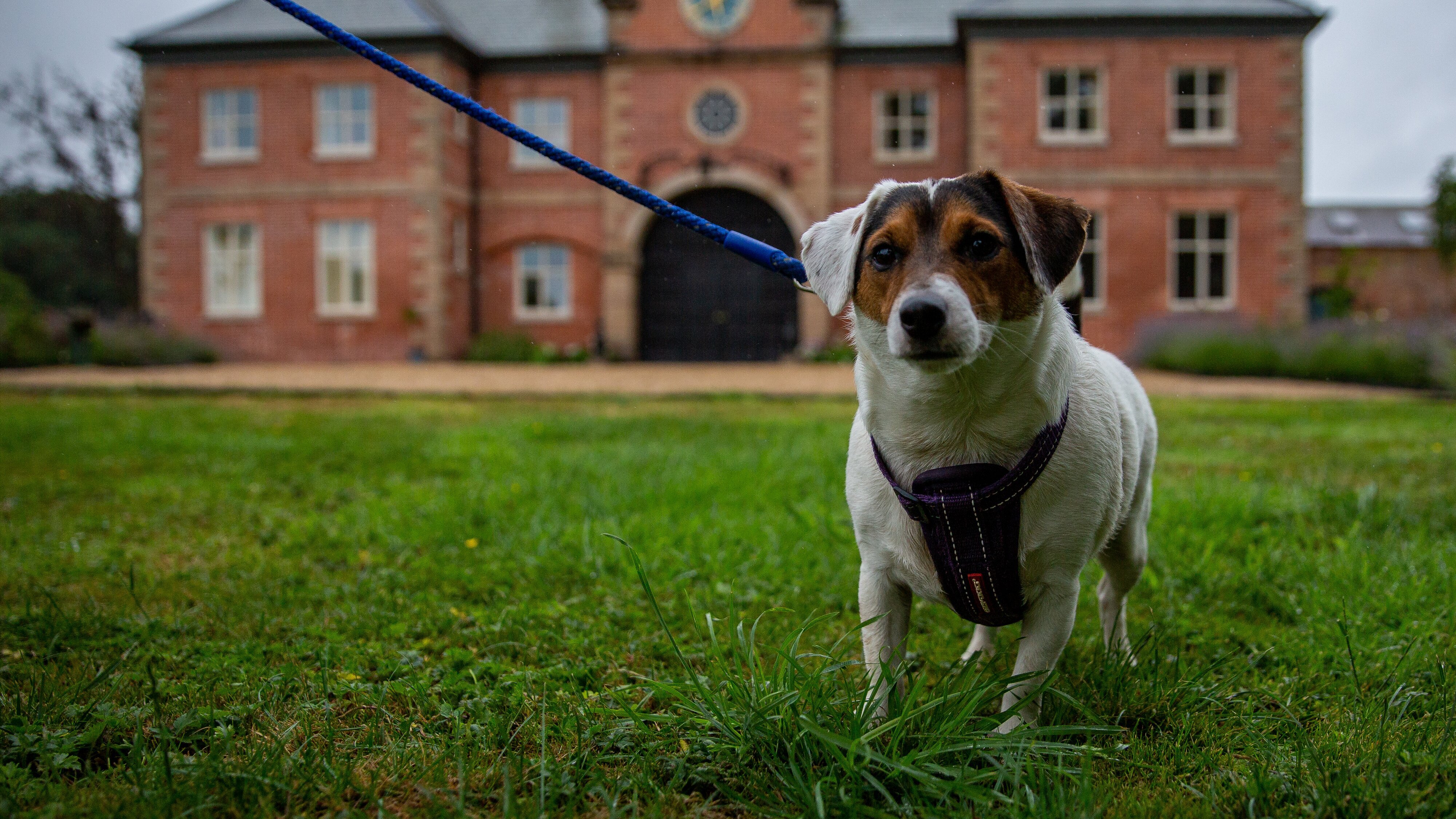 Unsere Hundeschule