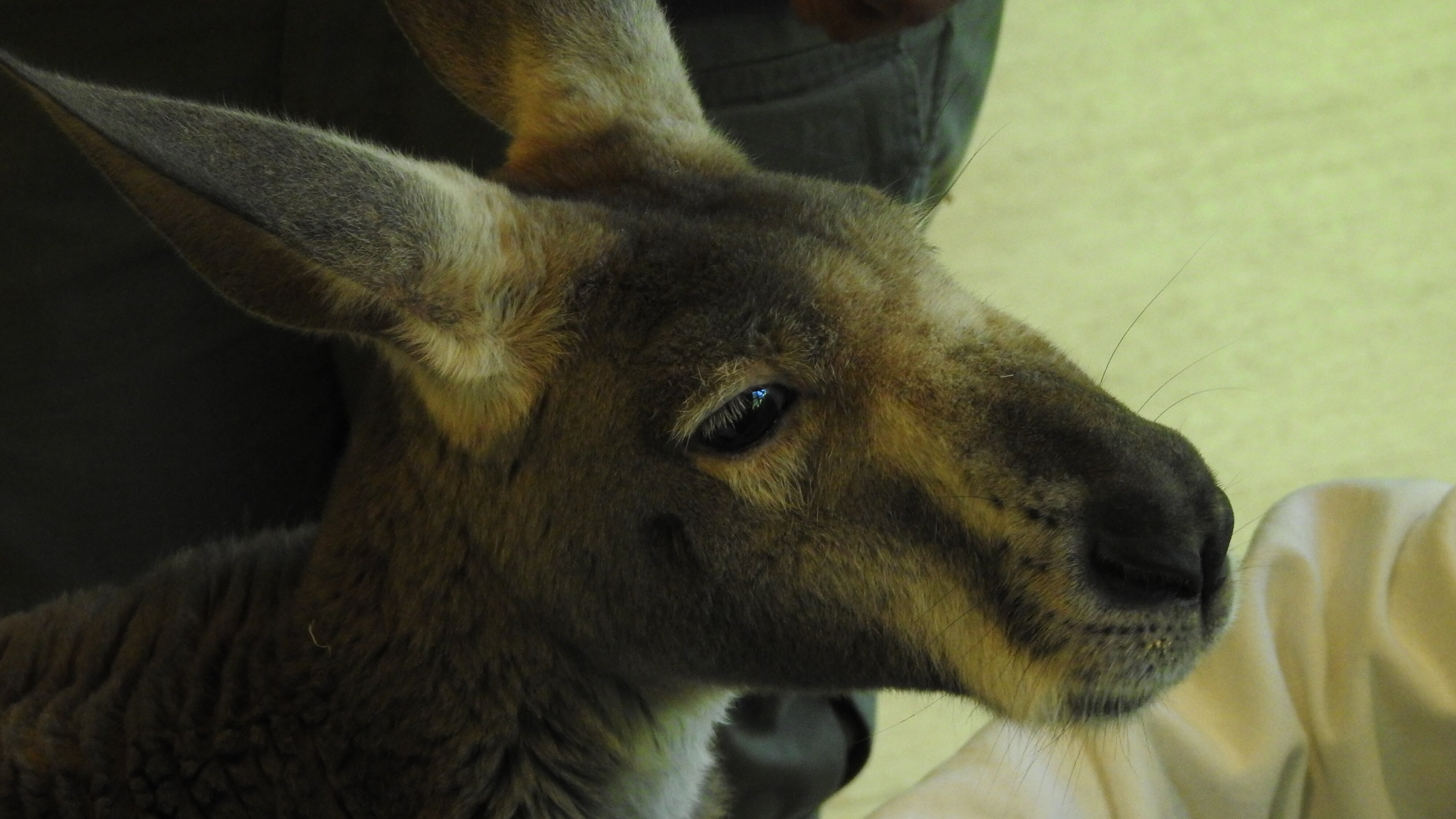 Bronx Zoo – Tierpark der Superlative
