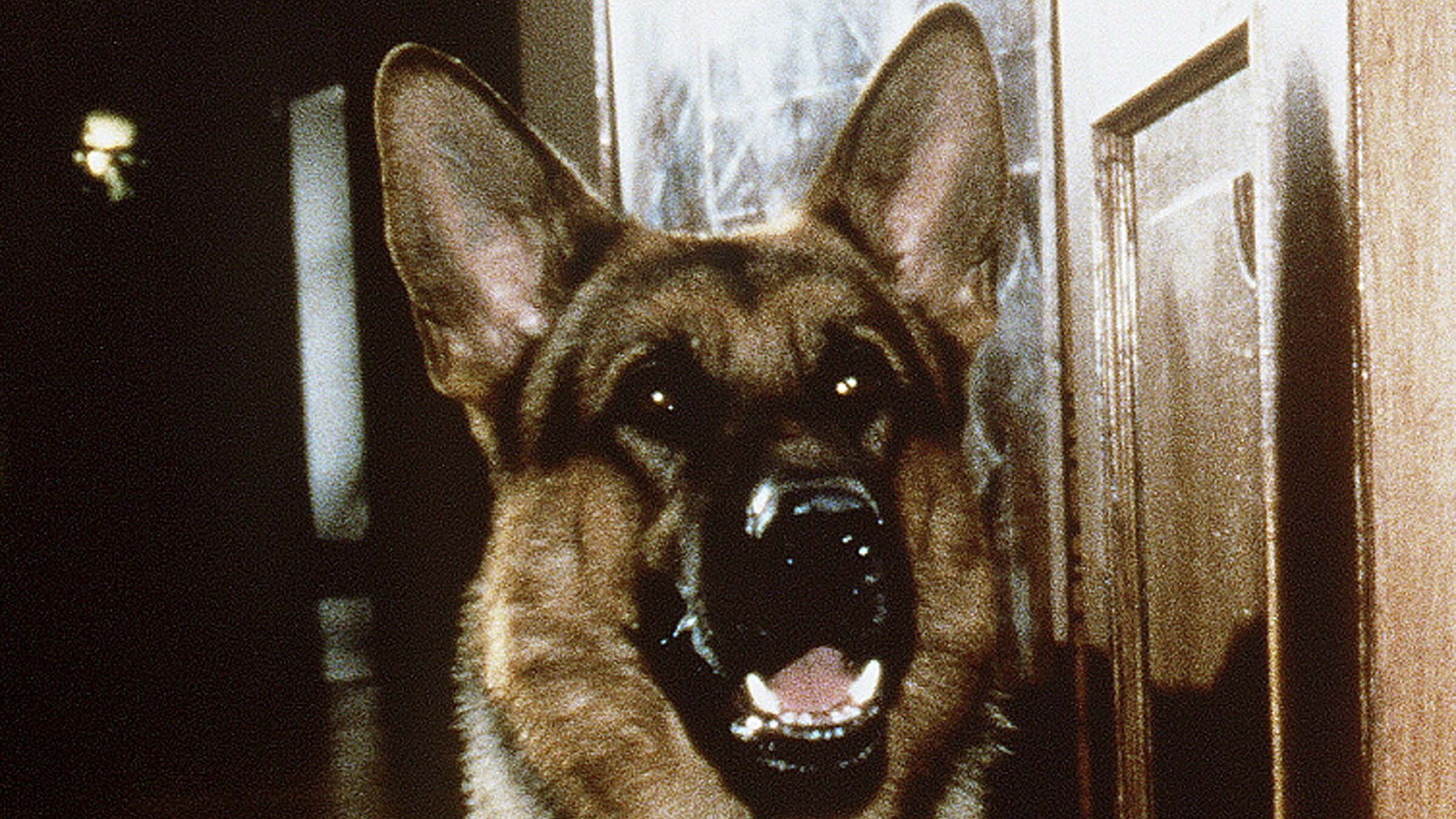 Kommissar Rex