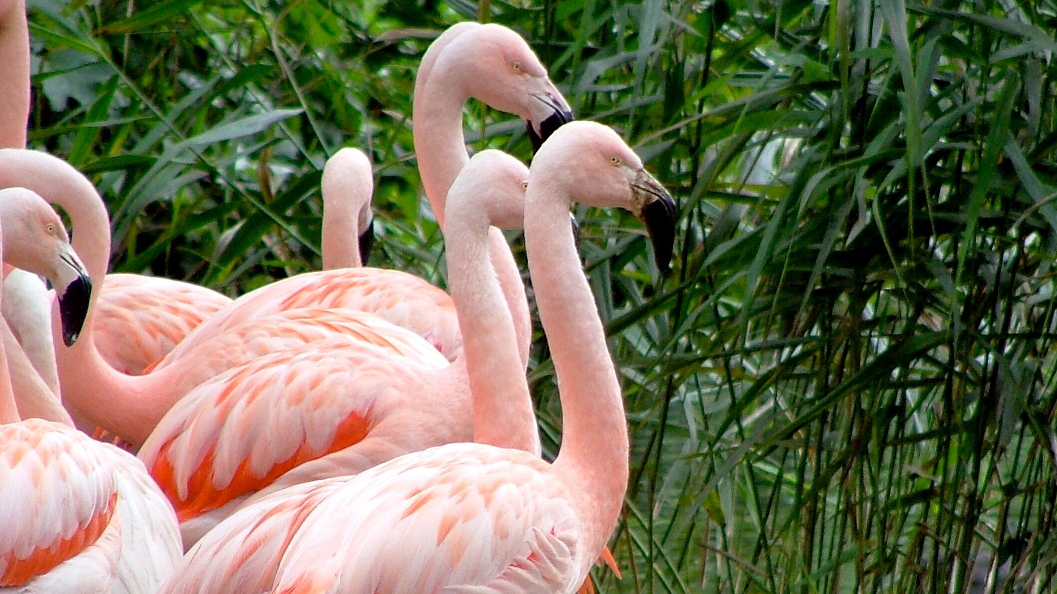 Bronx Zoo – Tierpark der Superlative