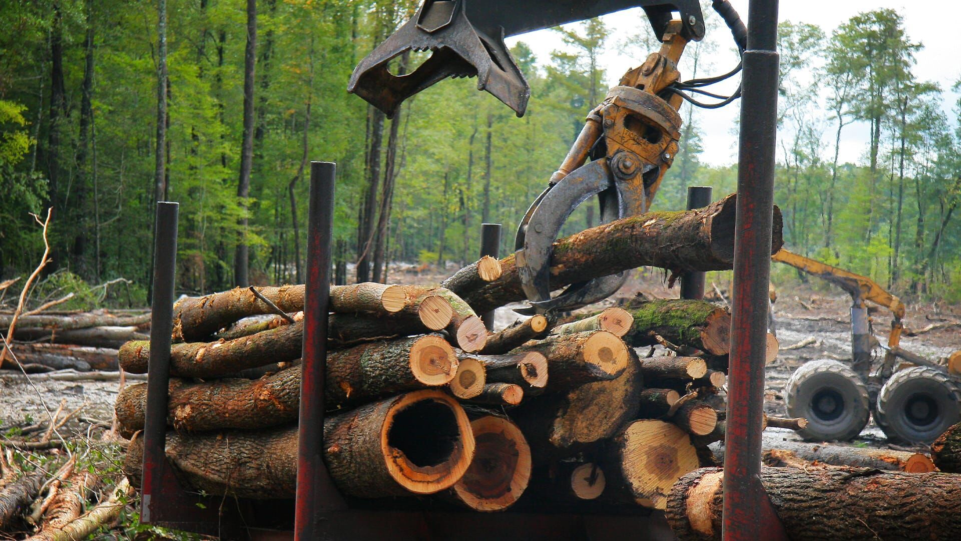 Holzfäller extrem