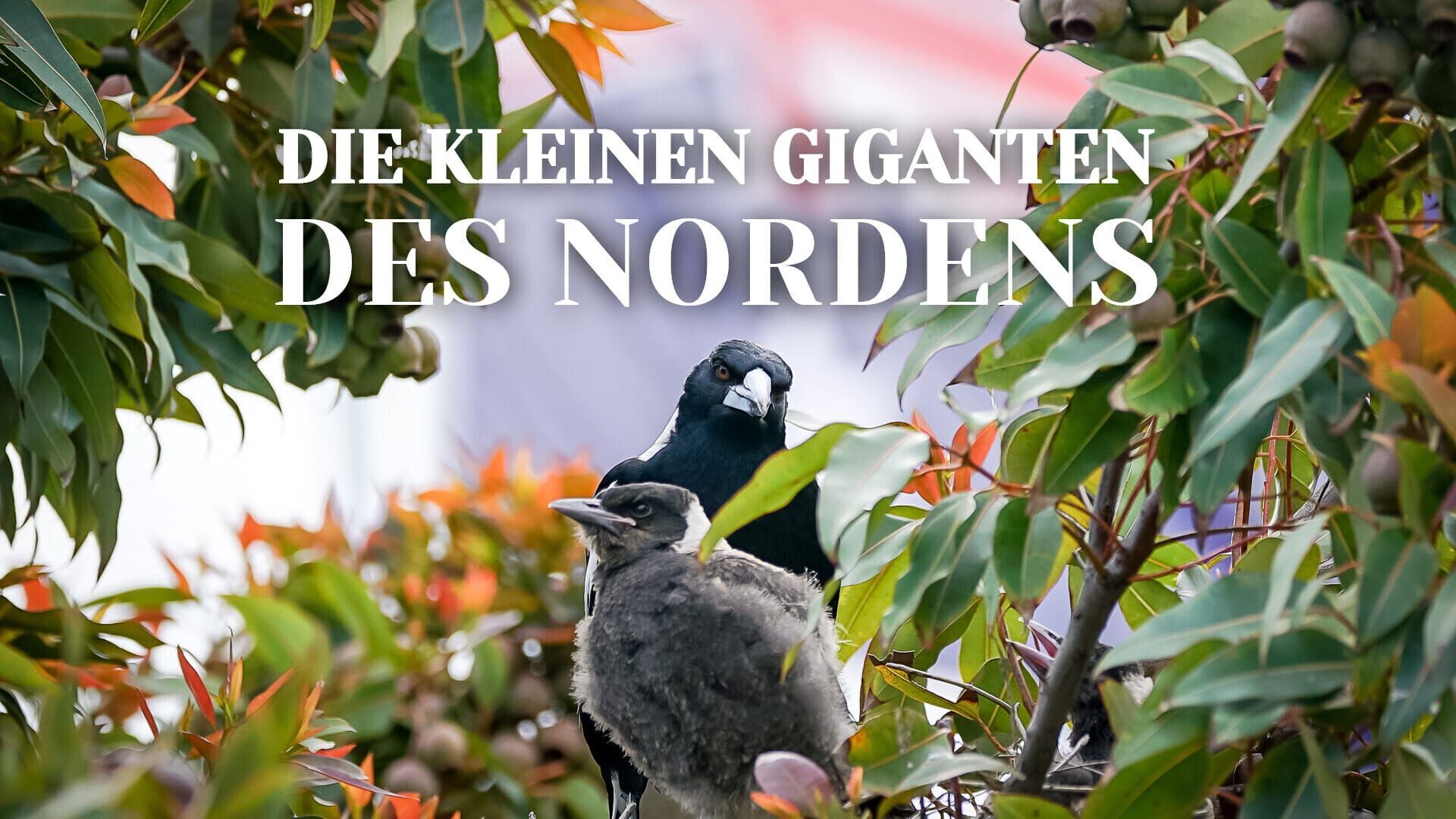 Die kleinen Giganten des Nordens