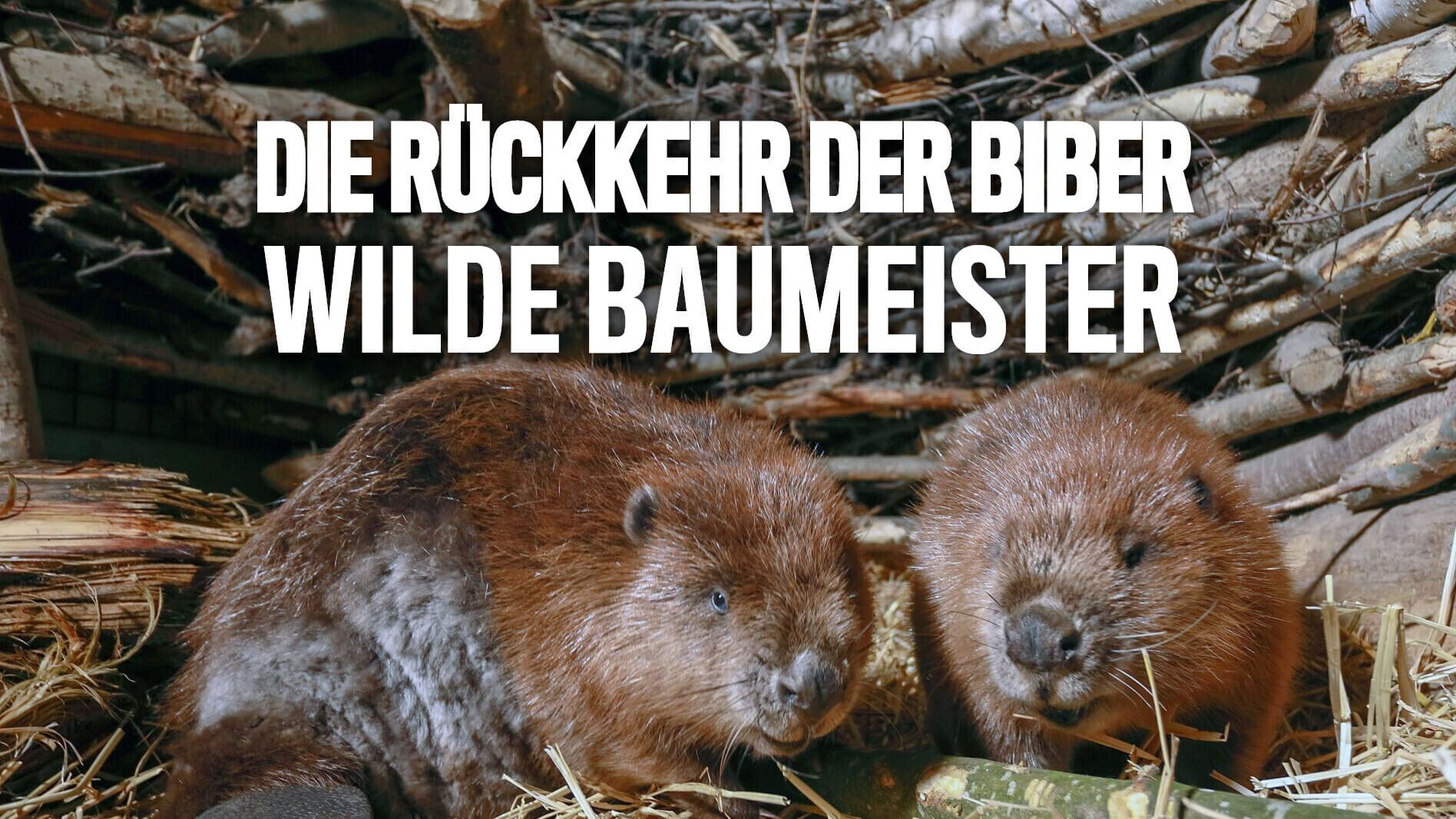 Die Rückkehr der Biber – Wilde Baumeister