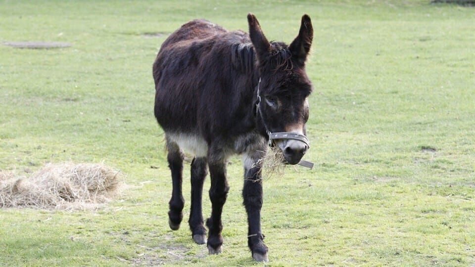 Löwenzähnchen – Eine Schnüffelnase auf Entdeckungstour