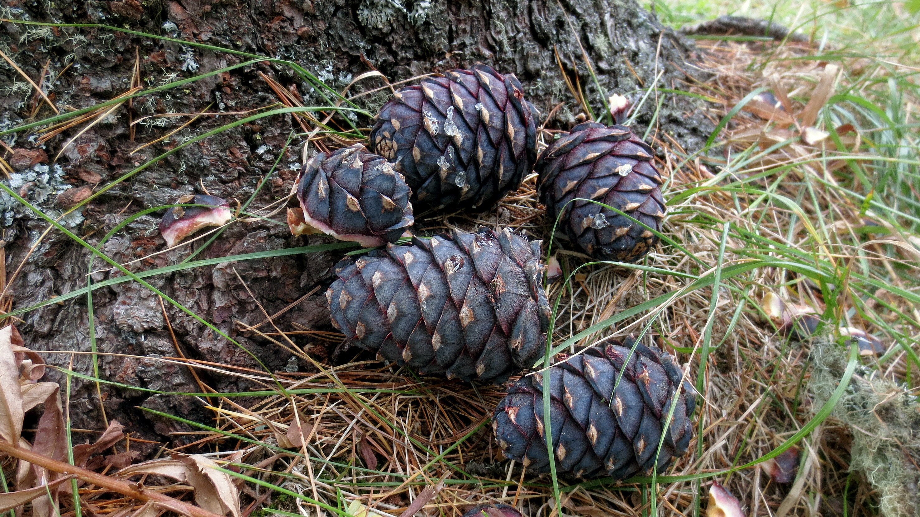 Die Zedernuss, die Königin der Taiga