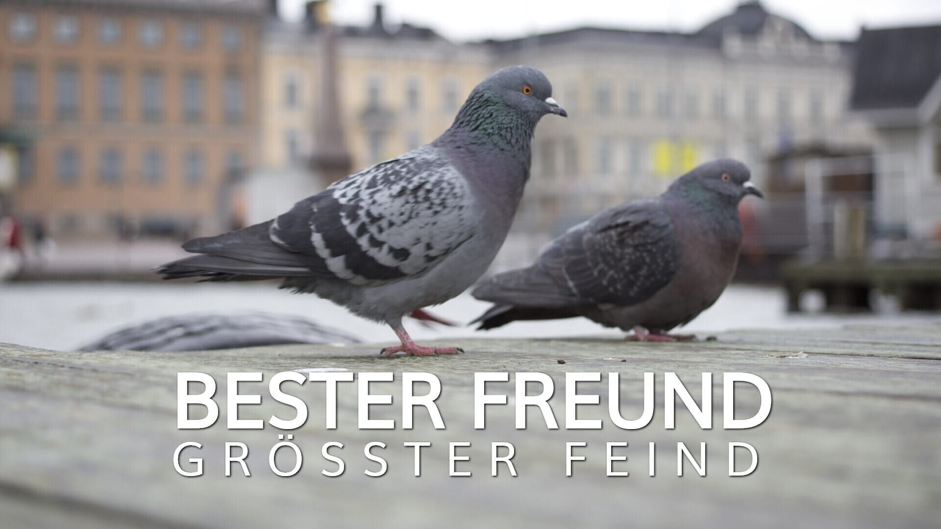 Bester Freund – größter Feind: Mensch und Taube