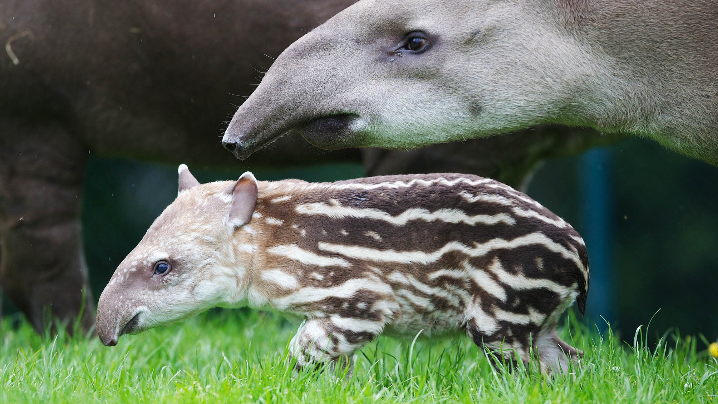 Bronx Zoo – Tierpark der Superlative