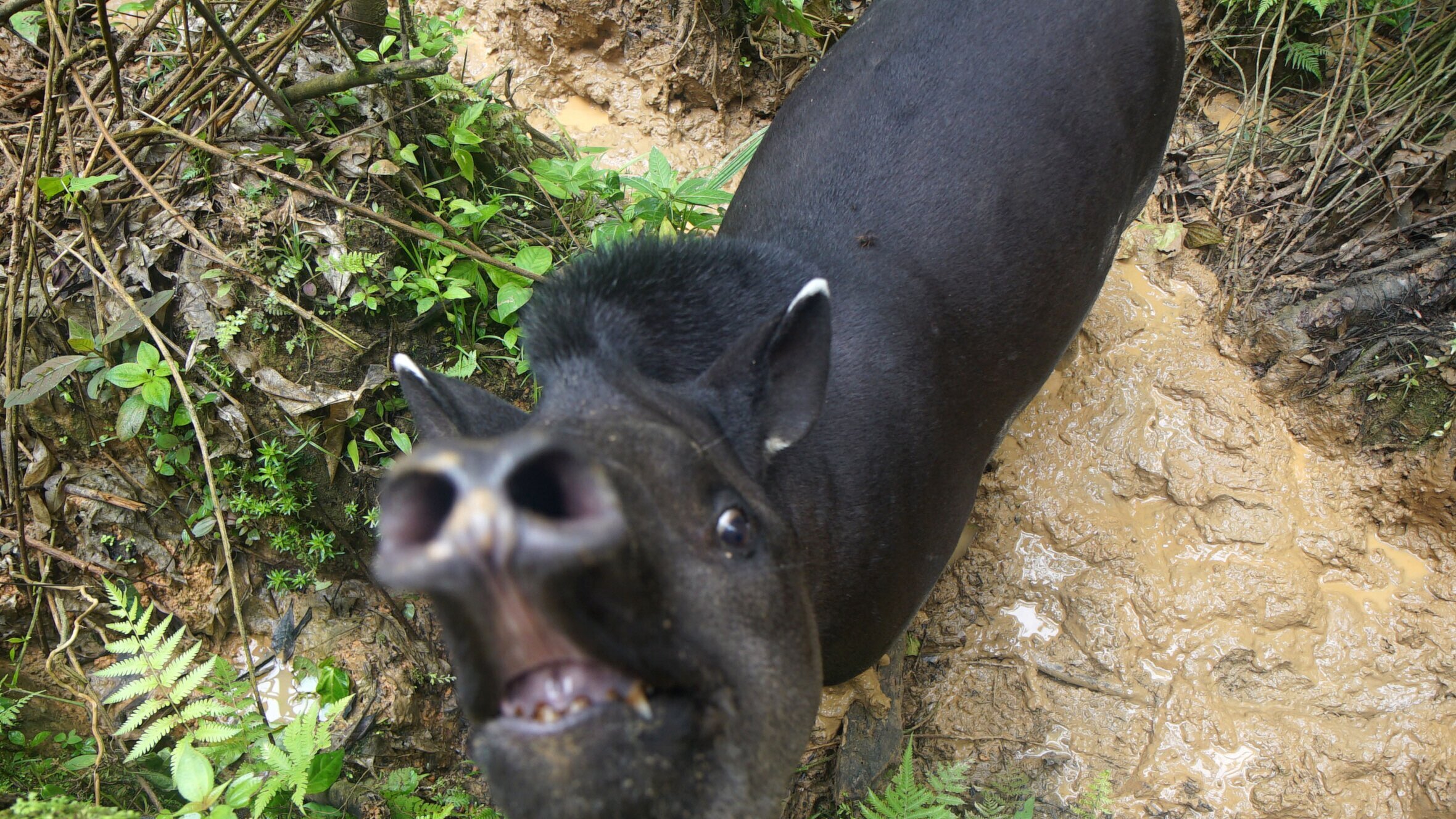 Anna und die wilden Tiere