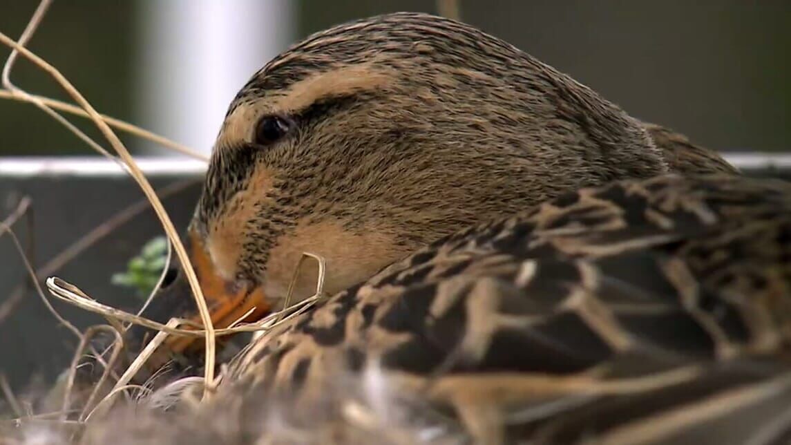 Ente auf Abwegen