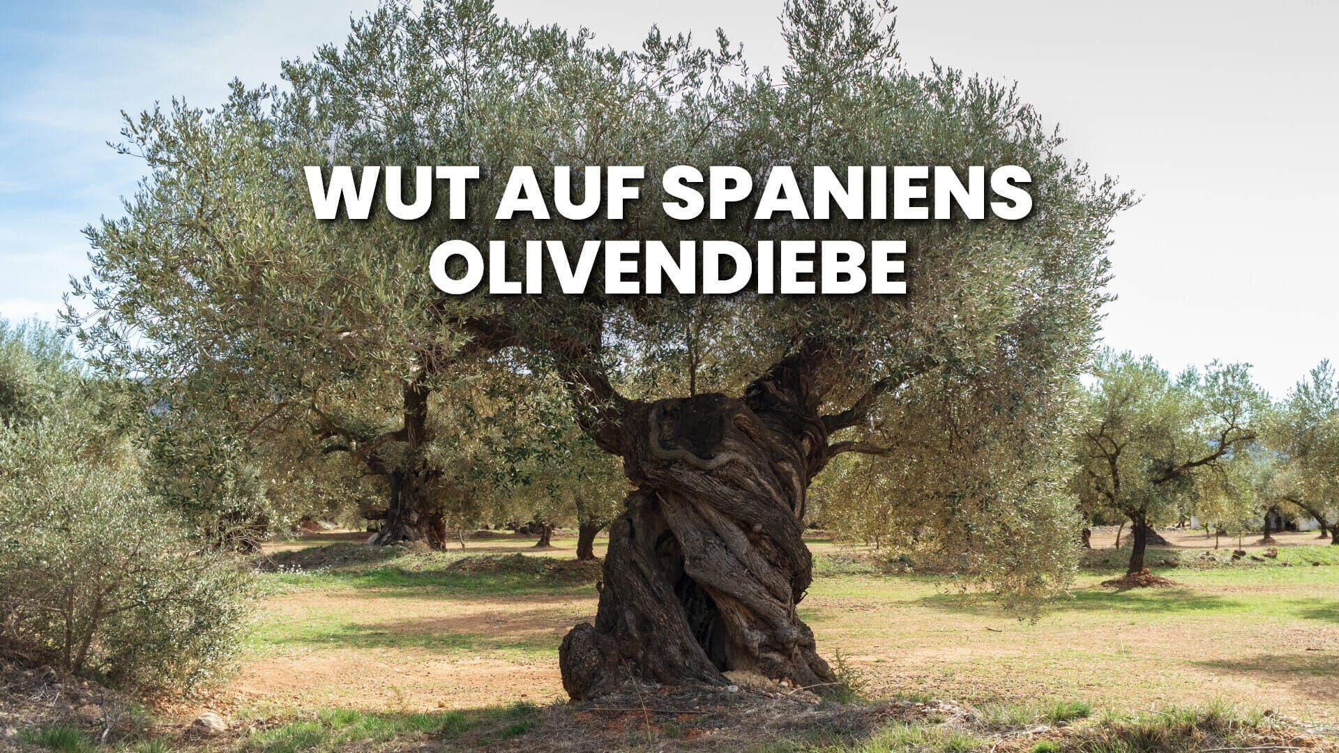 Wut auf Spaniens Olivendiebe